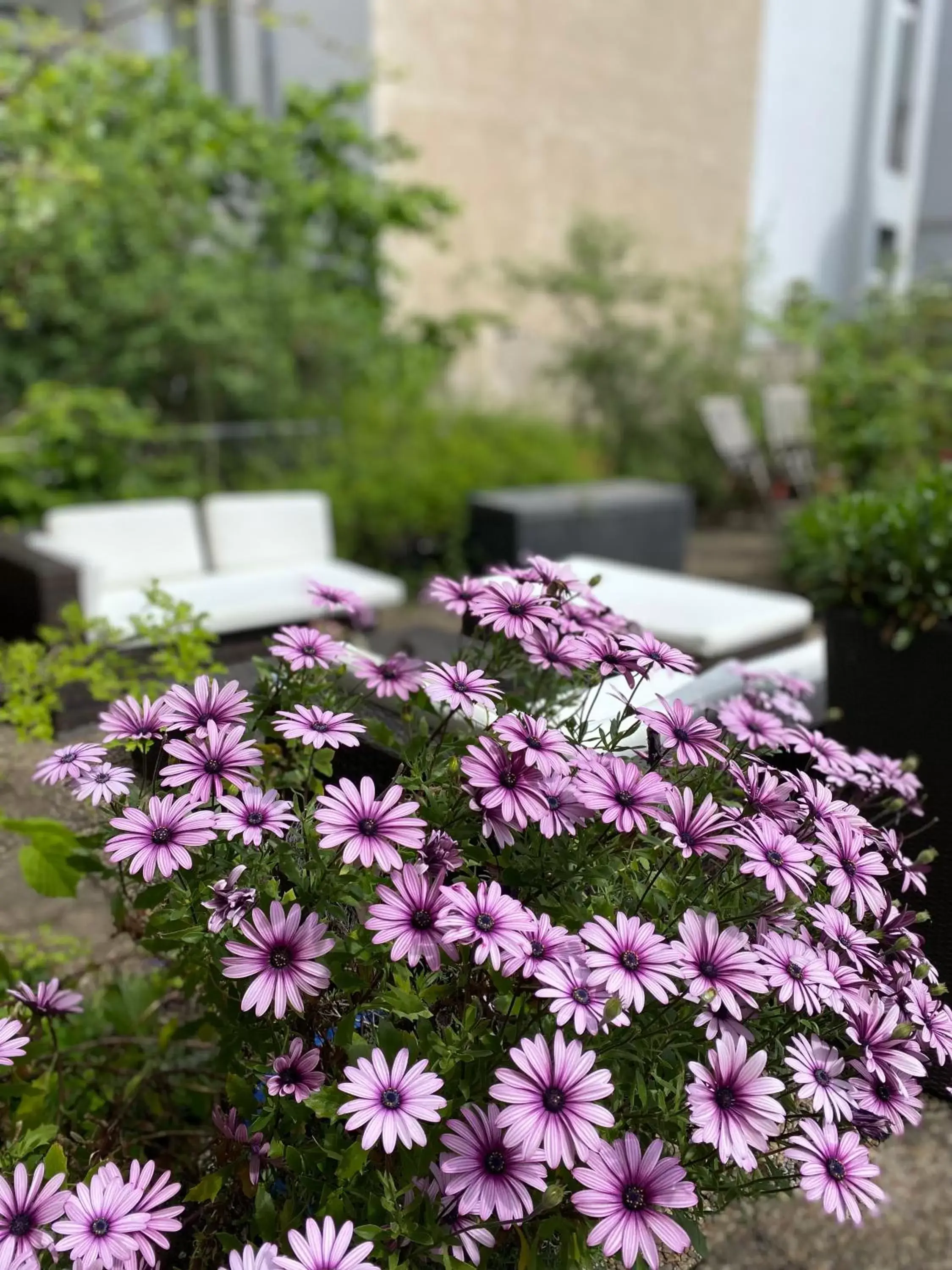 Garden view in Hotel Cascade Superior