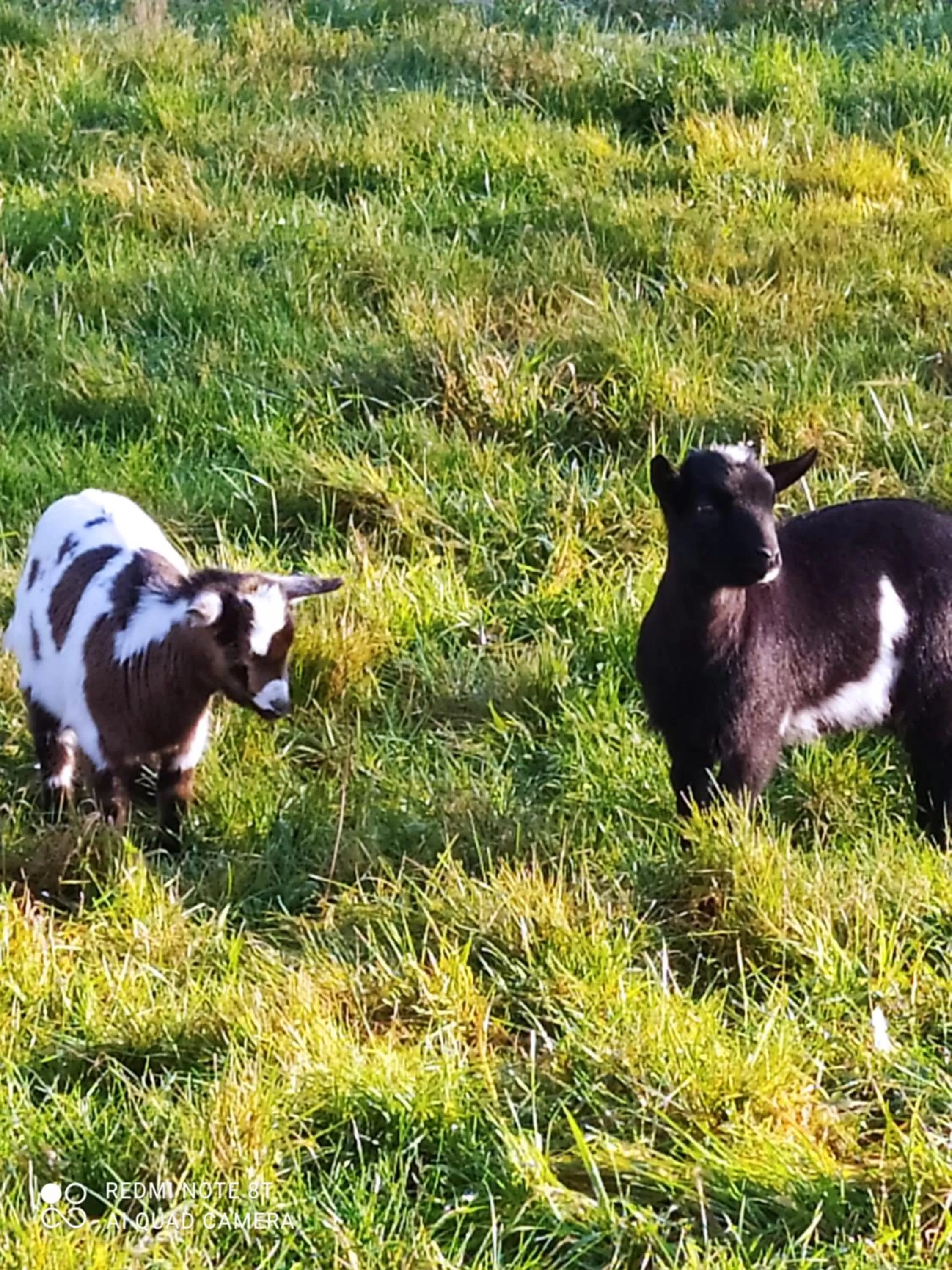 Animals in La Chaumière