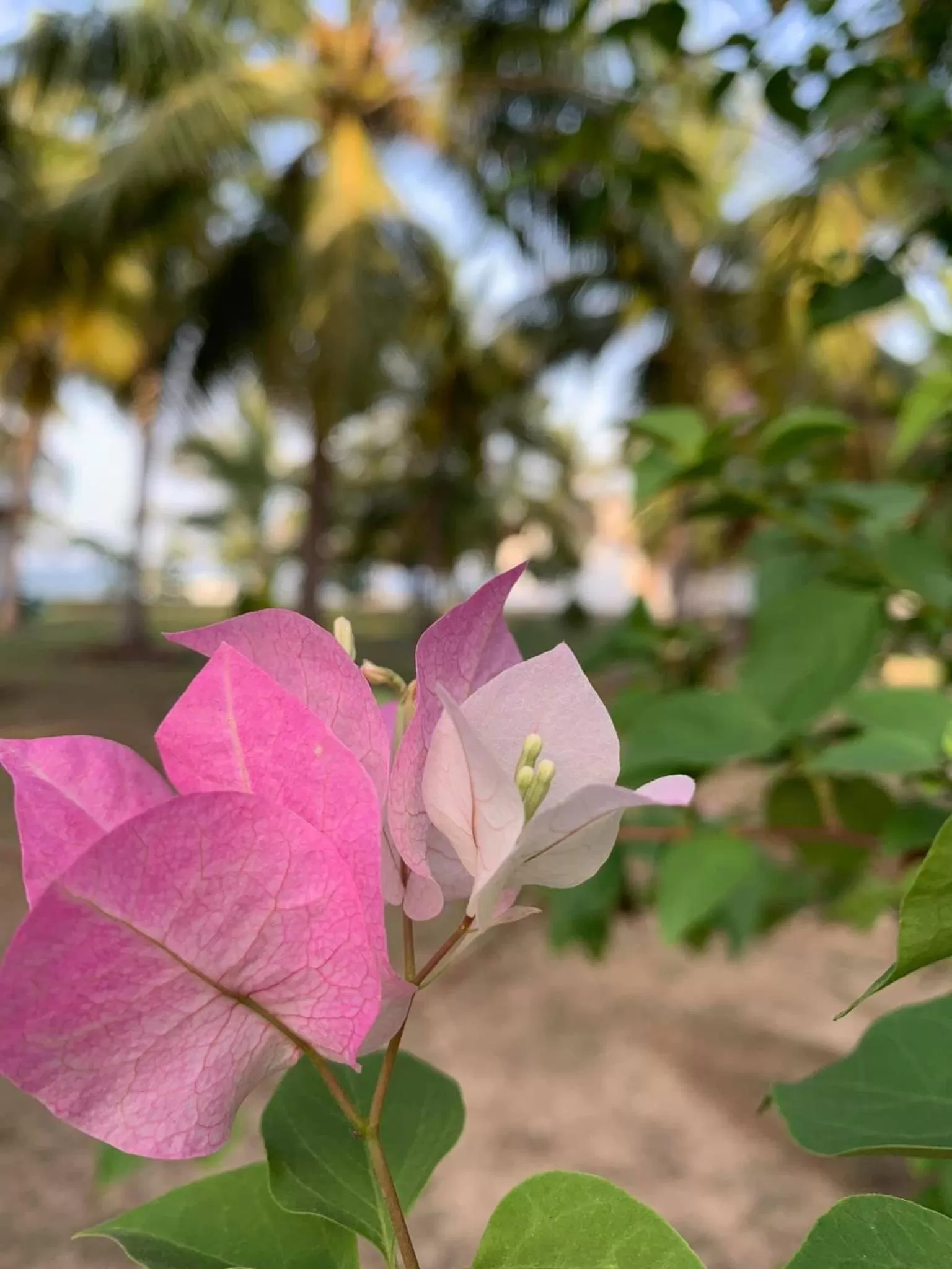 Garden in Pearl Oceanic Resort - Trincomalee