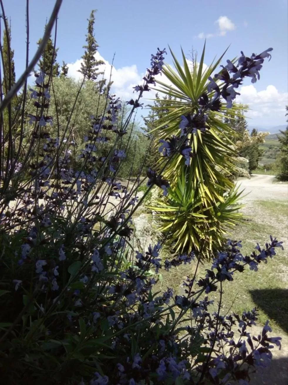 Garden view in Casa d' Artista B&B