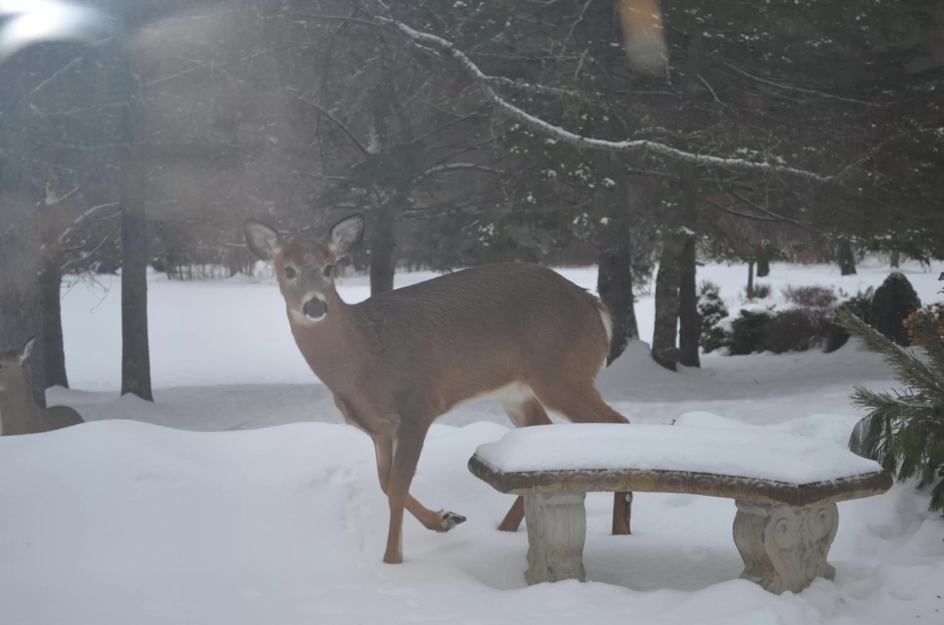 Winter in Briarwood Bed & Breakfast