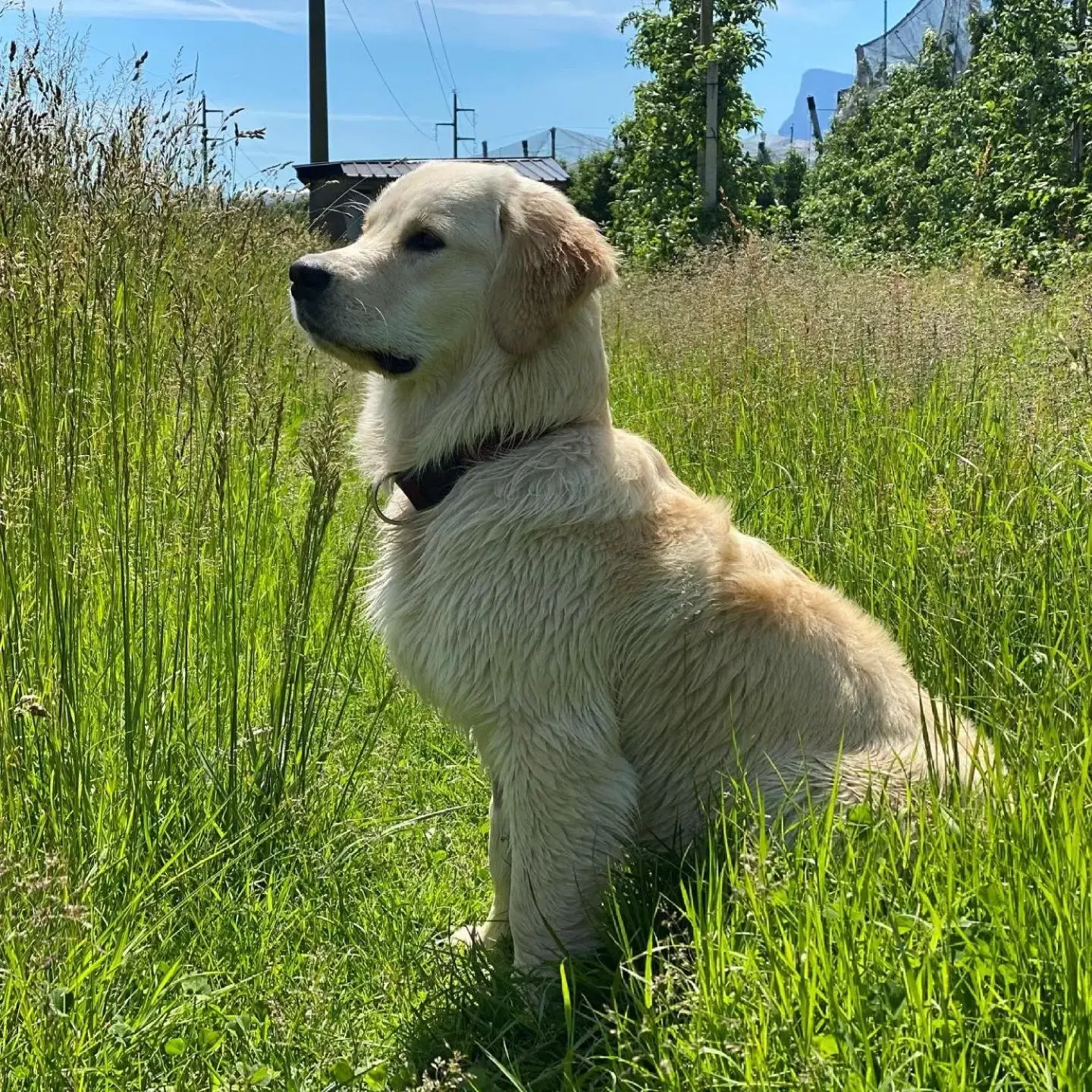 Pets in Residence Margreth