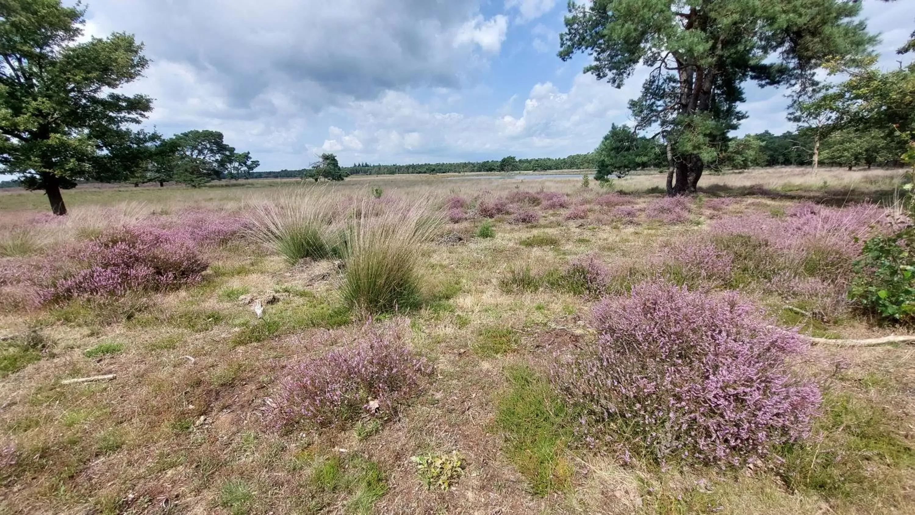 Natural landscape in B en B Stipdonk