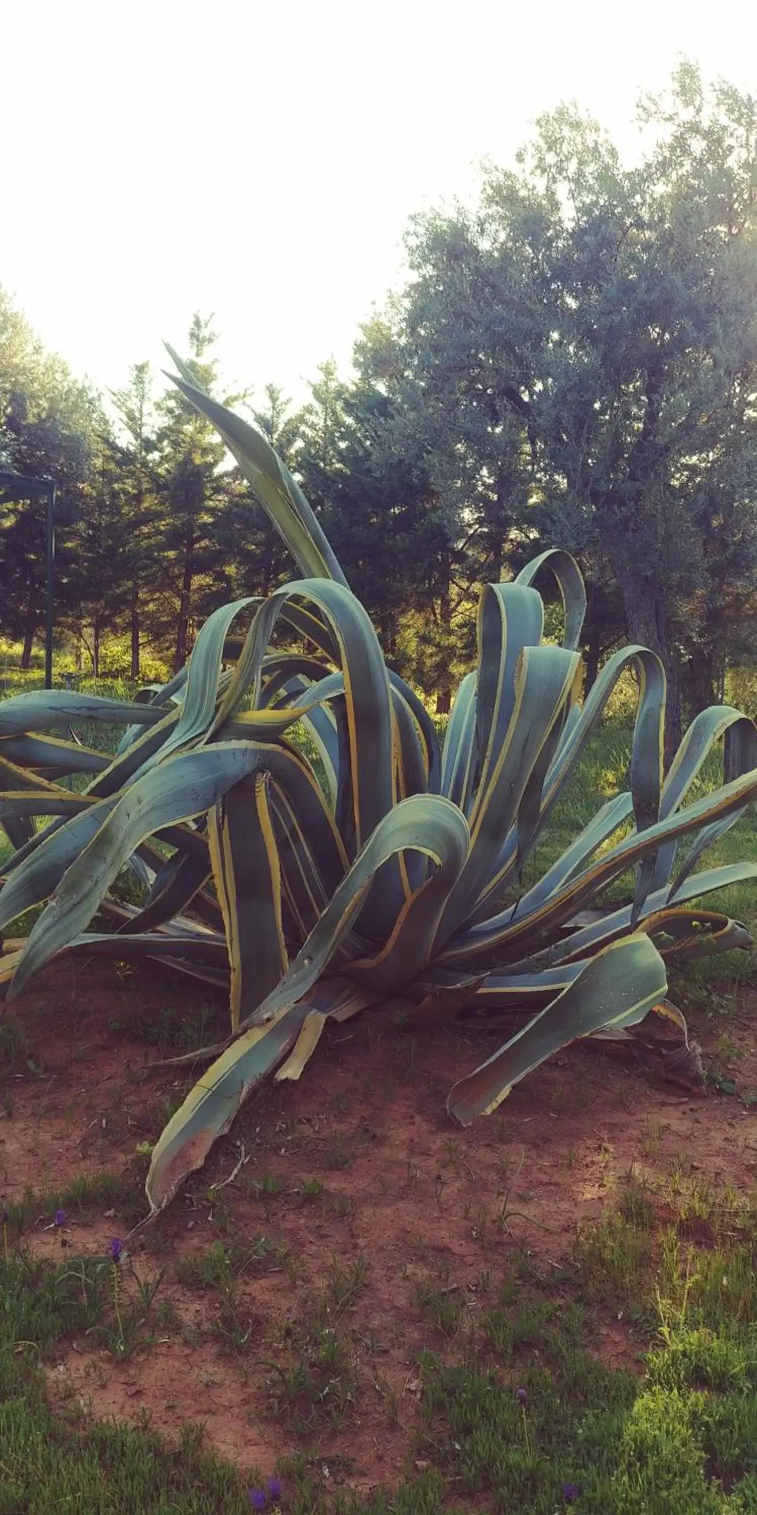 Garden in La Piana degli Ulivi