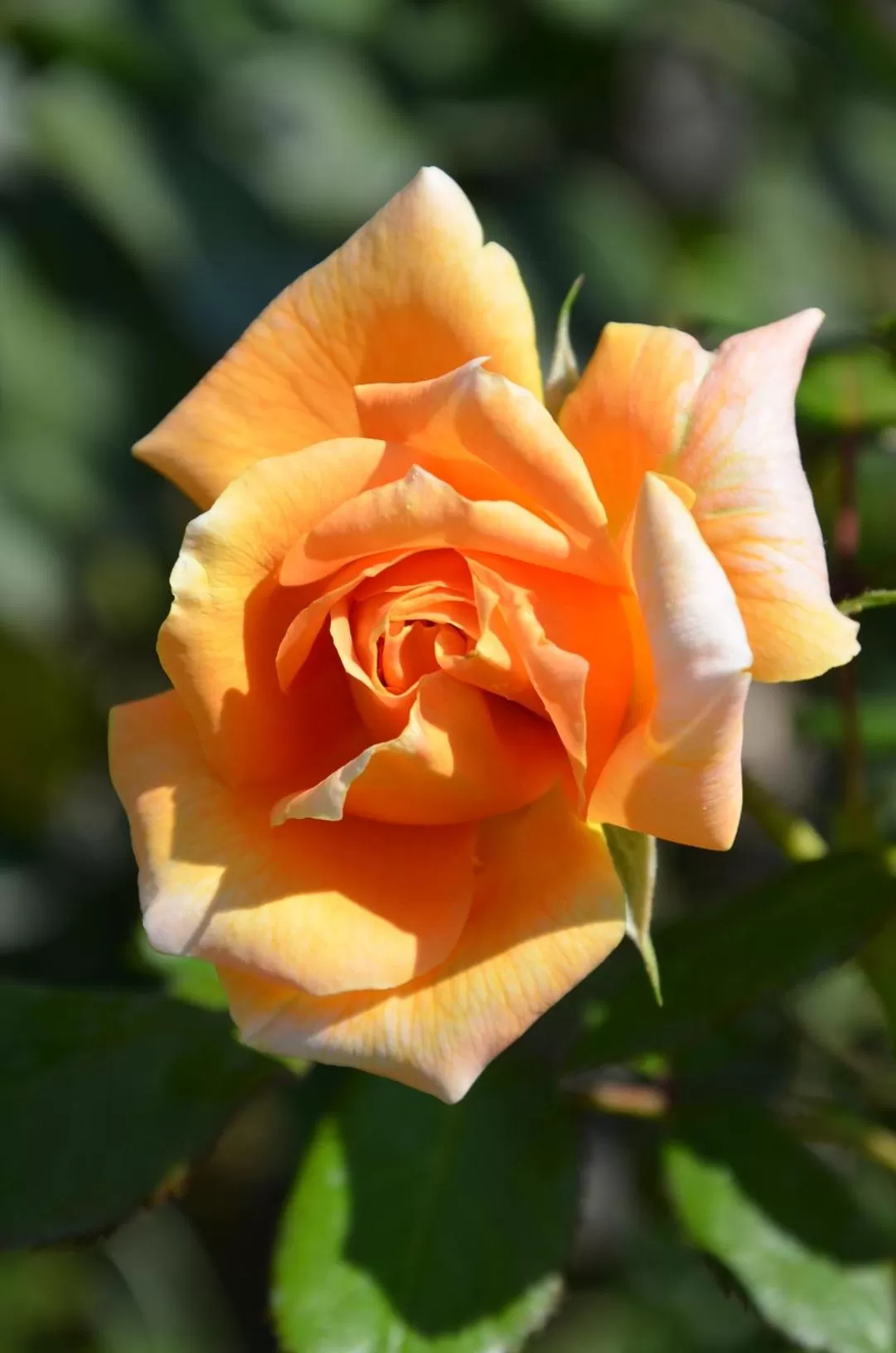 Garden in Il Torrione