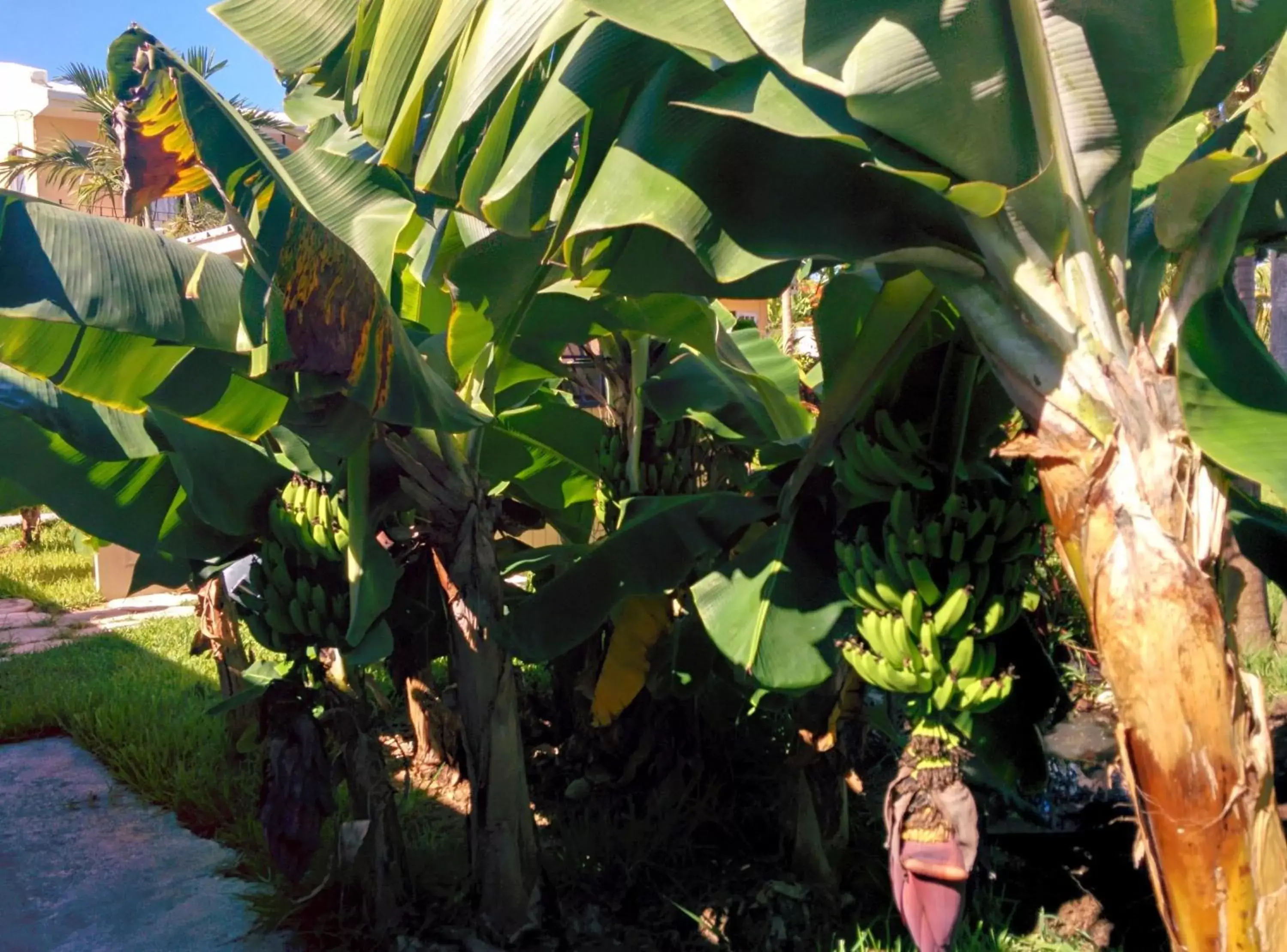 Garden in Orange Hill Beach Inn