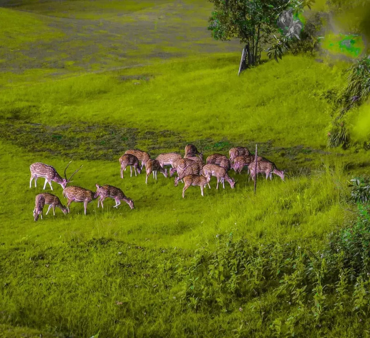 Nearby landmark, Other Animals in Gokarna Forest Resort