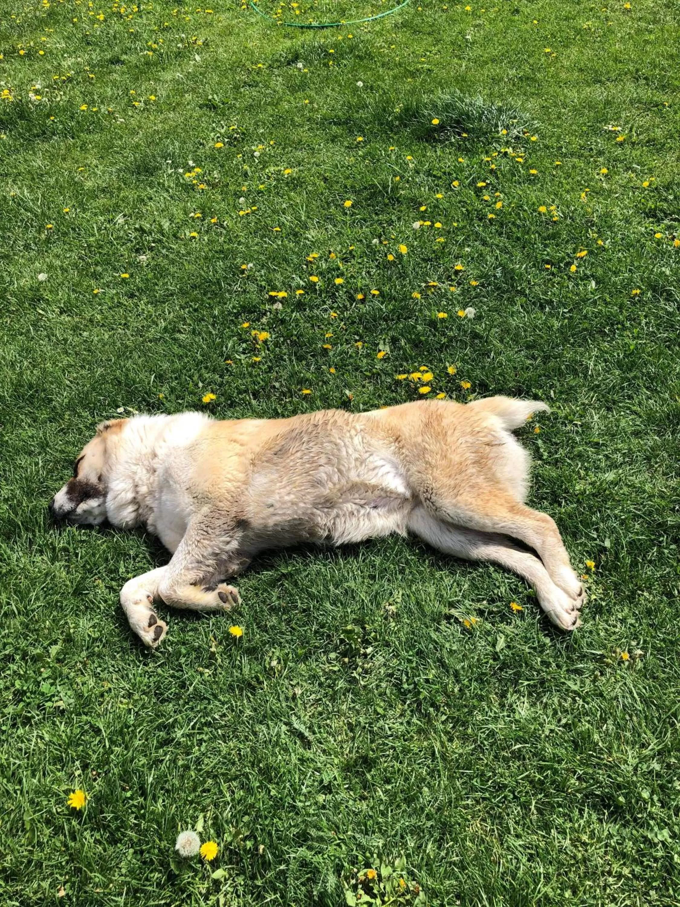 Property building, Pets in Pensiunea SilvAnka