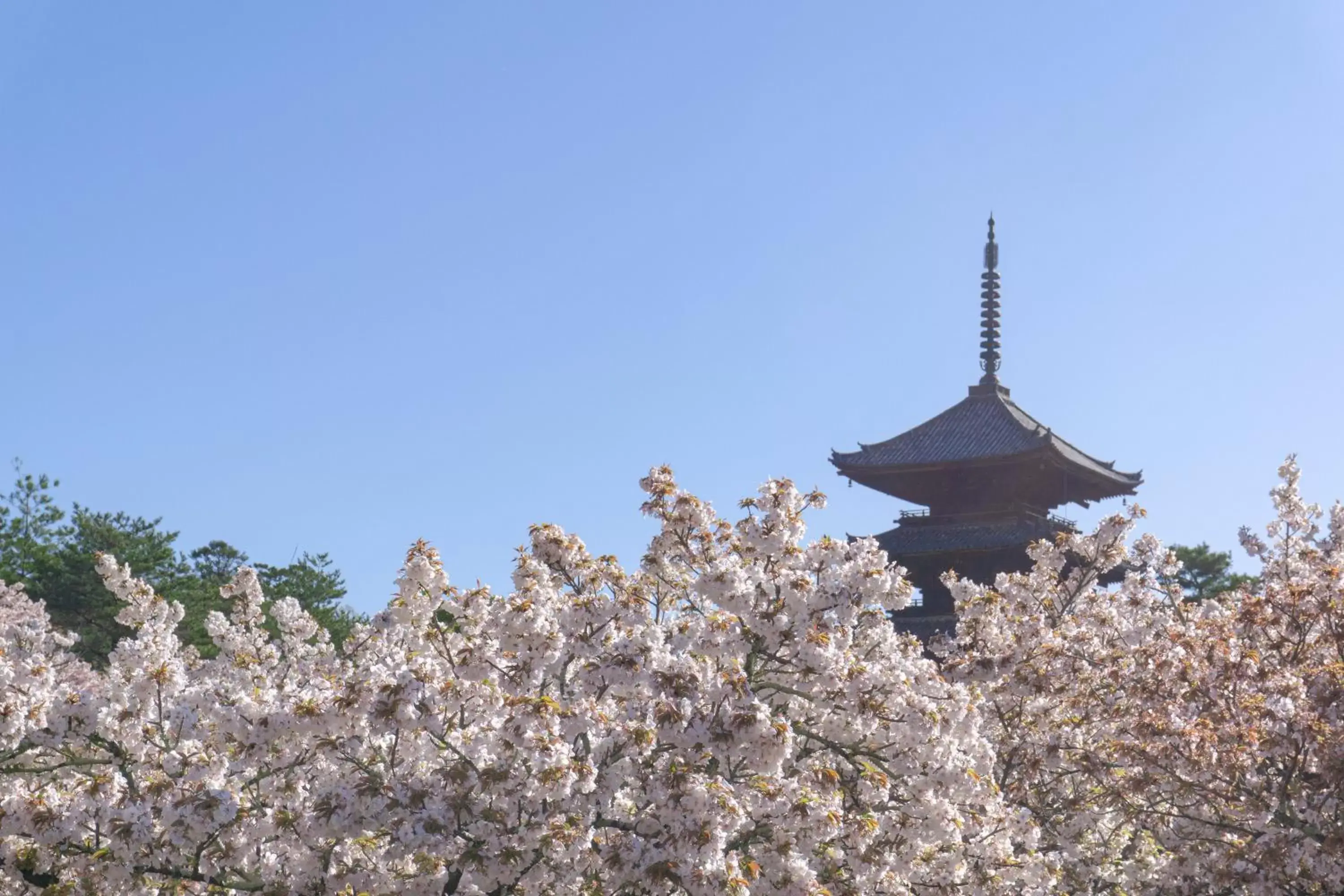 Nearby landmark in Tokyu Stay Kyoto Sakaiza Shijo Kawaramachi