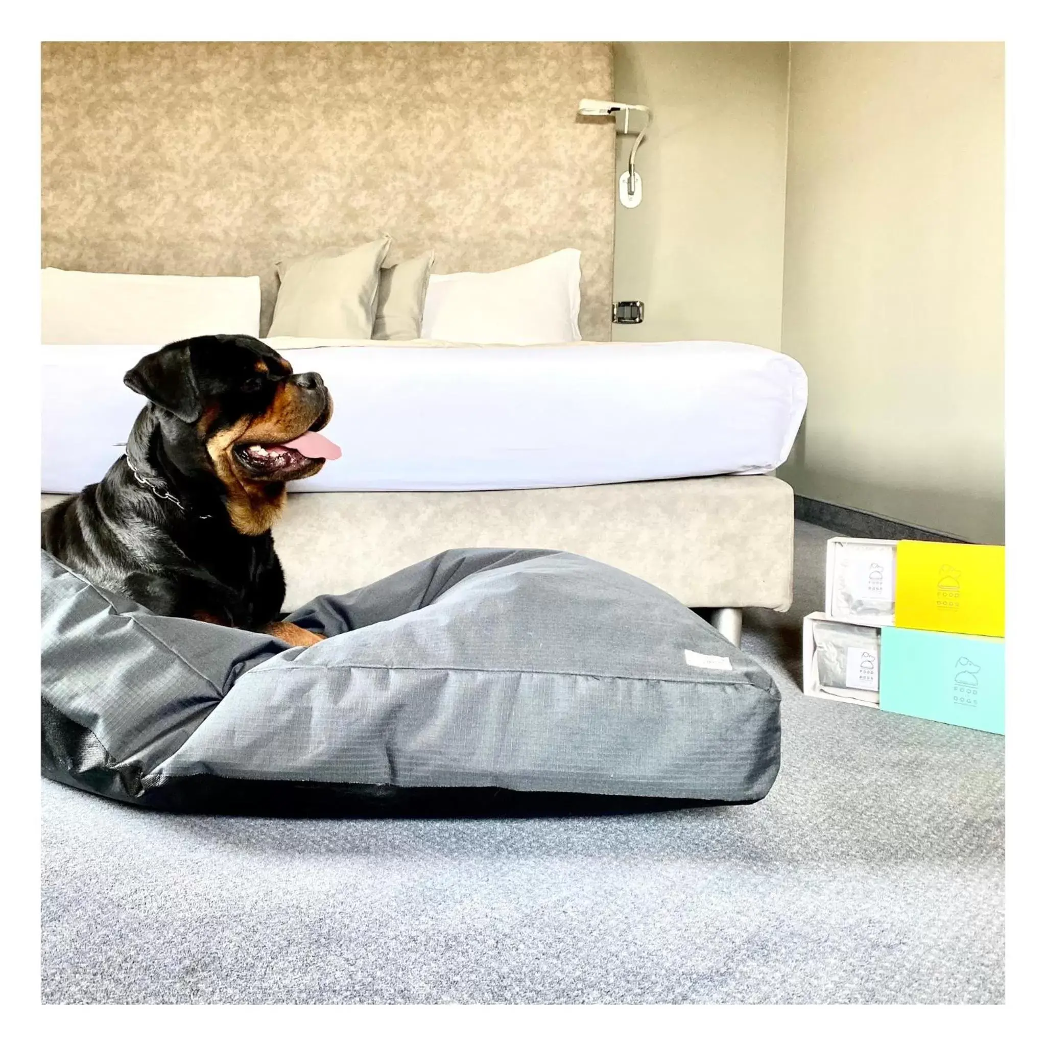 Pets, Bed in Settecento Hotel Pets, Bed in Settecento Hotel