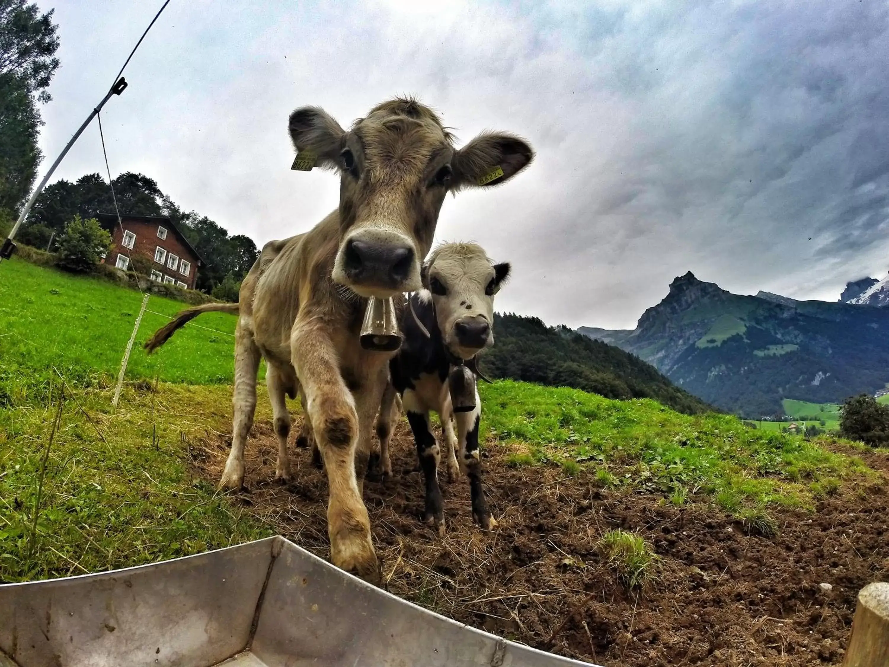 Day, Pets in Hotel Engelberg "das Trail Hotel"