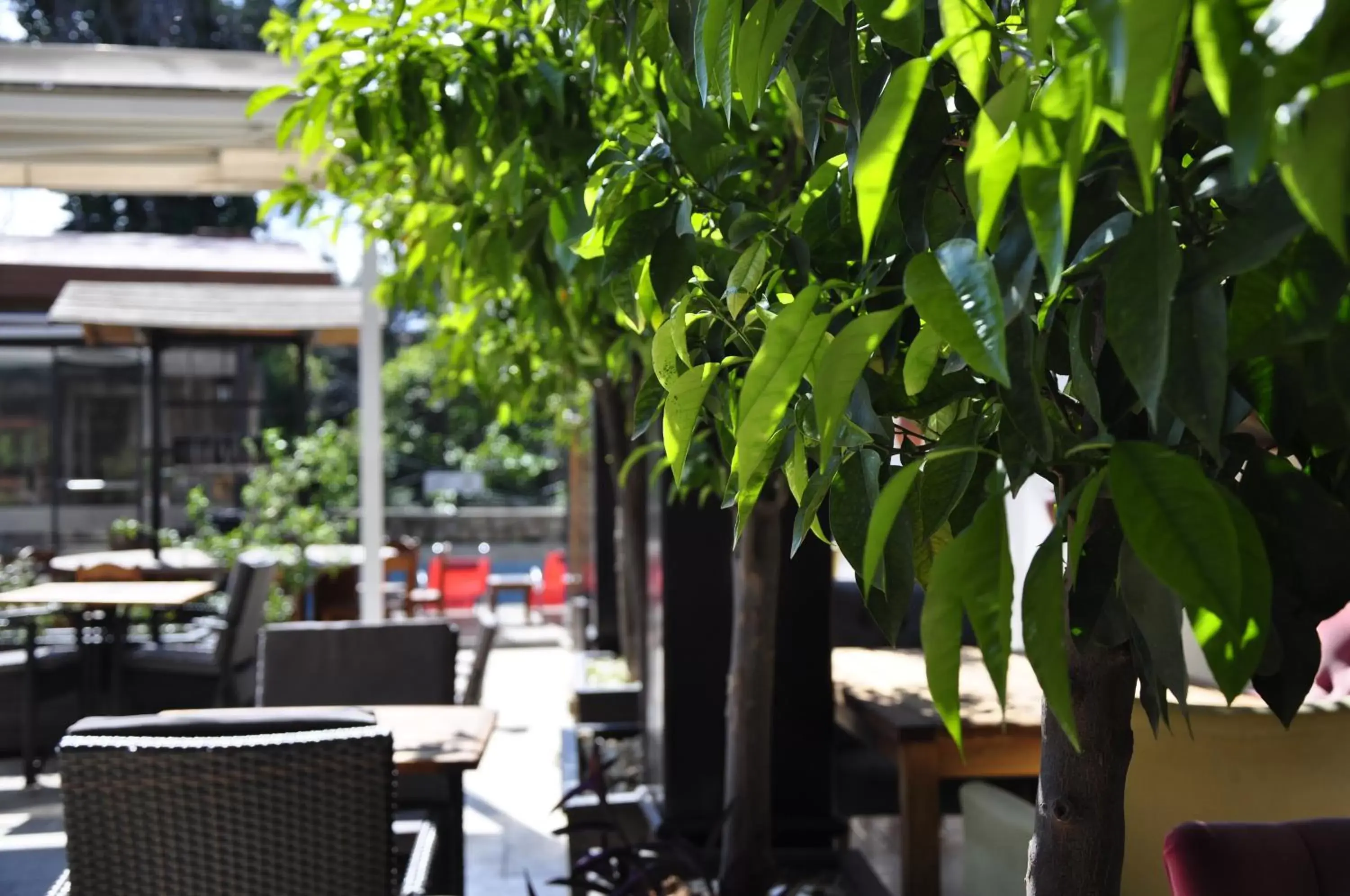 Garden, Restaurant/Places to Eat in Kosa boutique hotel