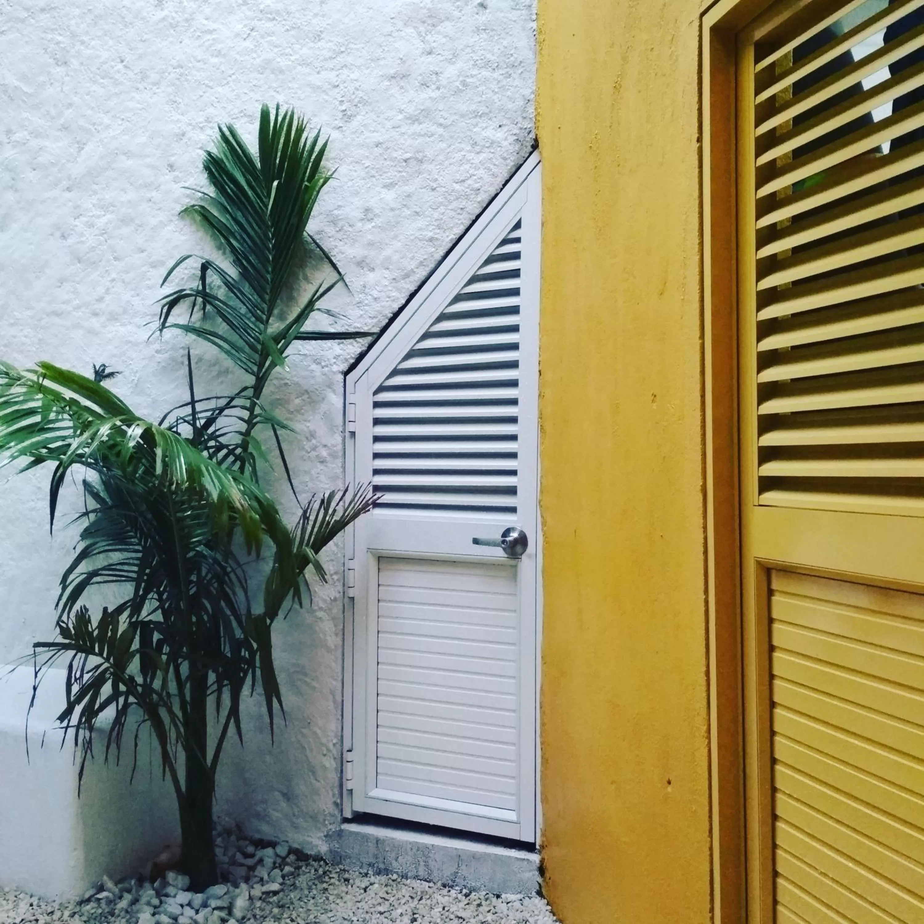 Garden in Hotel La Caracola