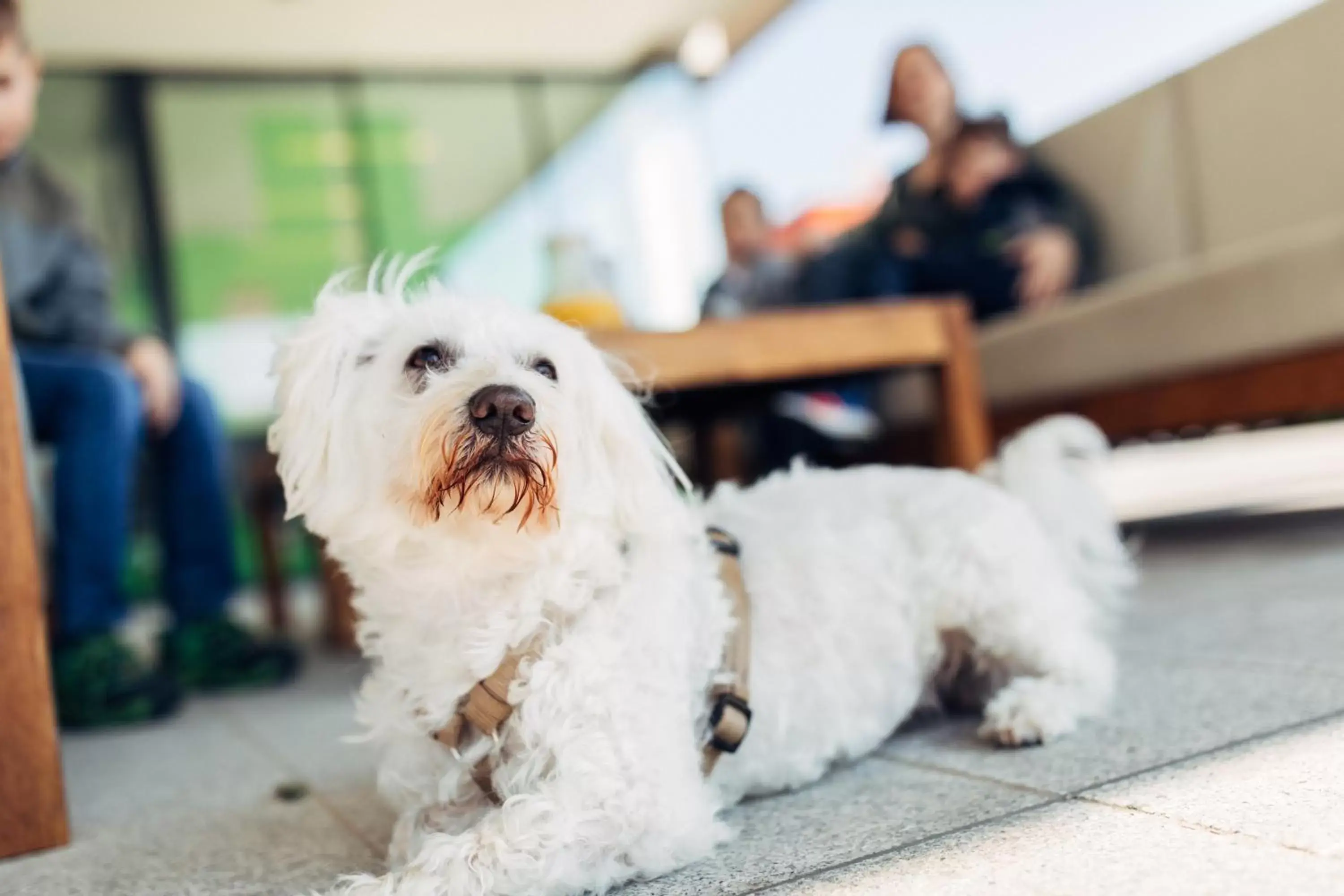 Balcony/Terrace, Pets in harry's home hotel & apartments