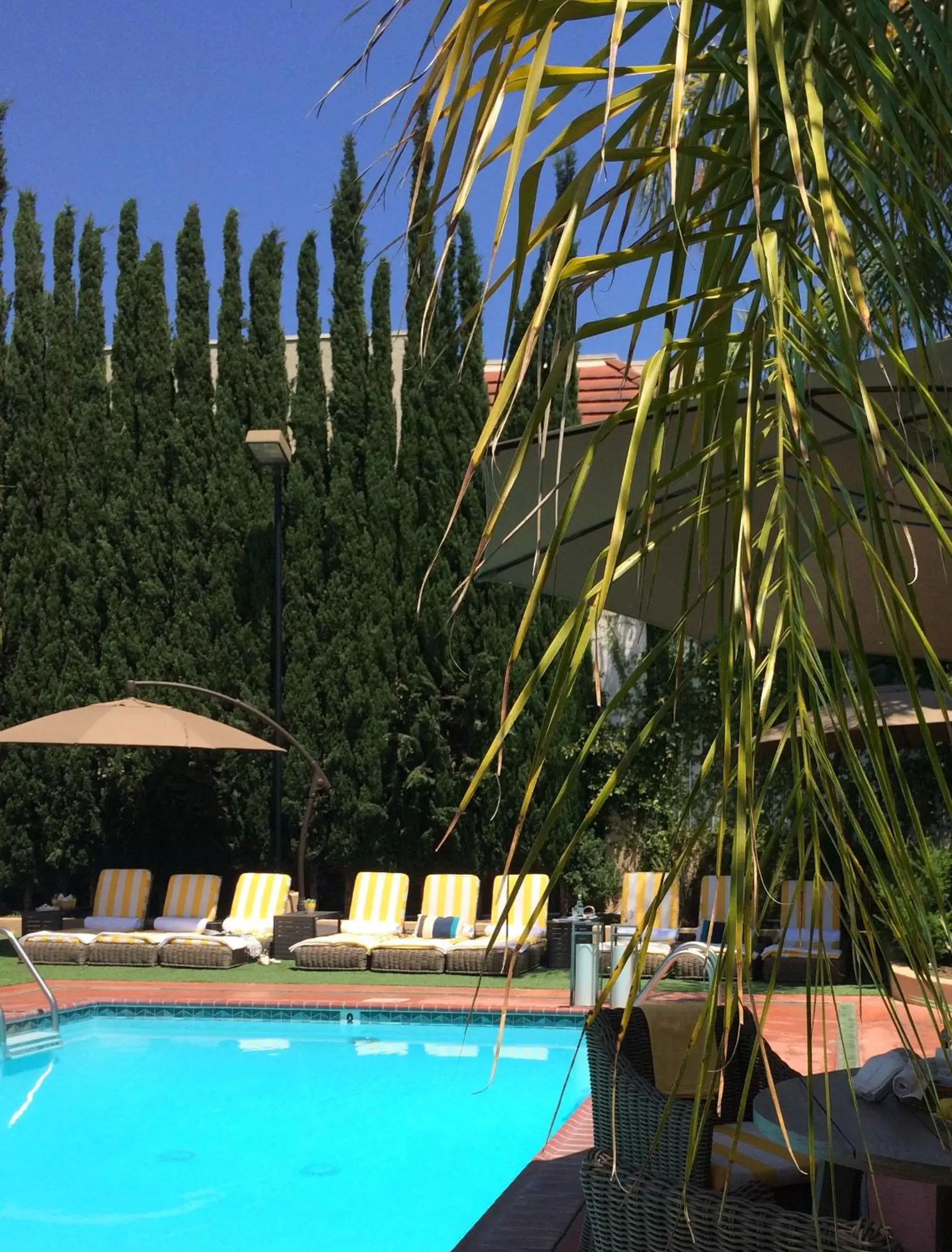 Garden, Swimming Pool in Hollywood Hotel - The Hotel of Hollywood Near Universal Studios