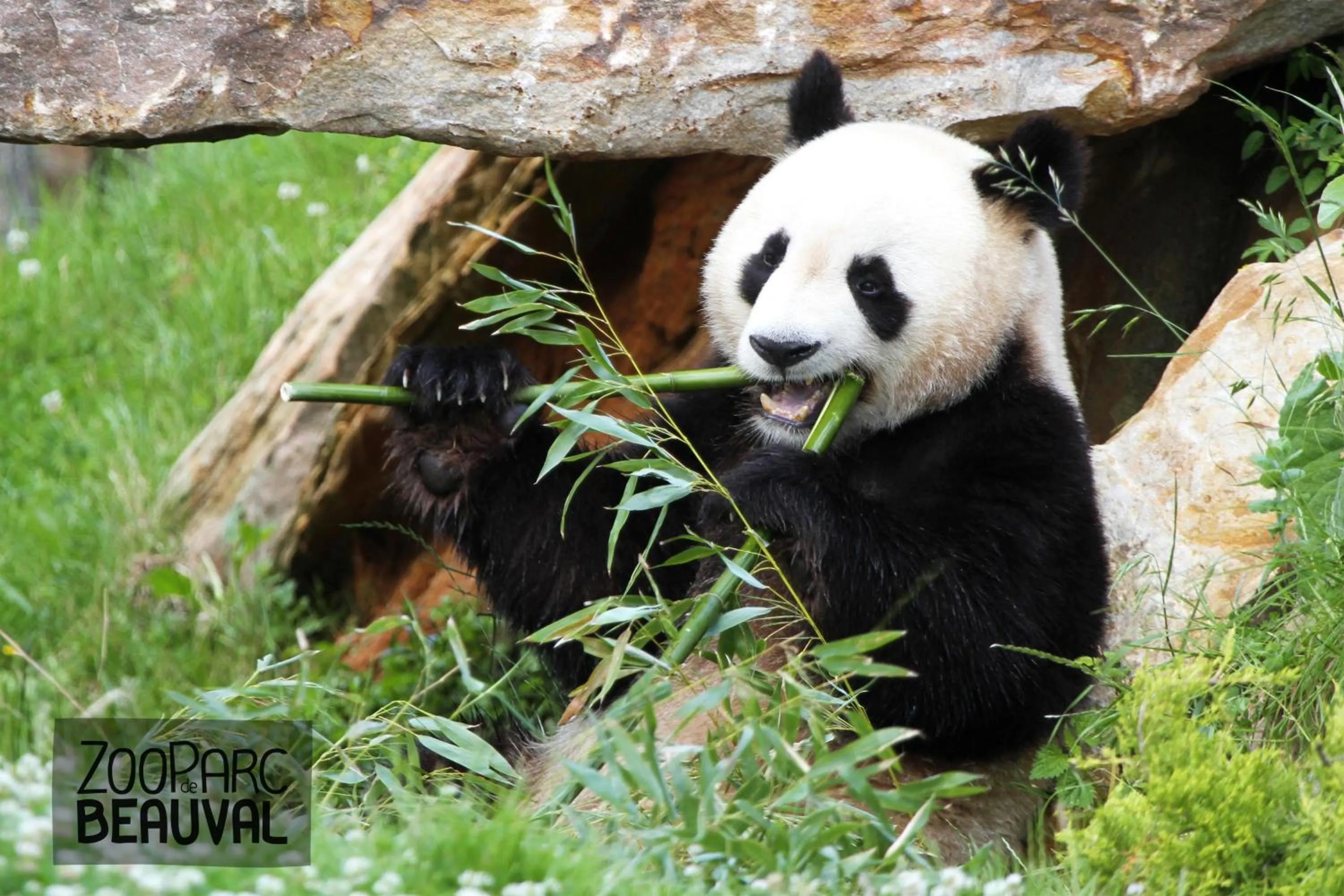 Activities in ibis budget Amboise