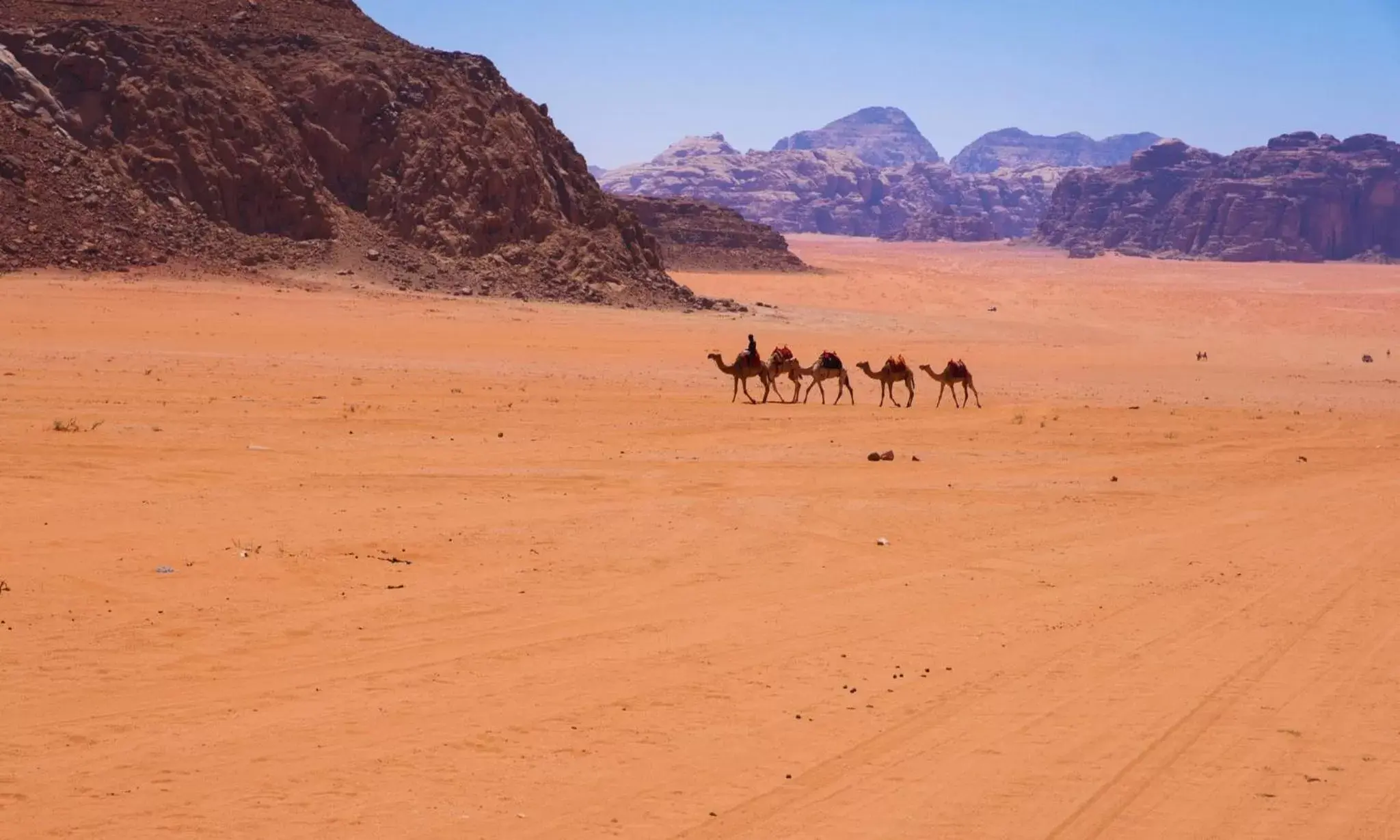 Nearby landmark, Other Animals in InterContinental Aqaba, an IHG Hotel