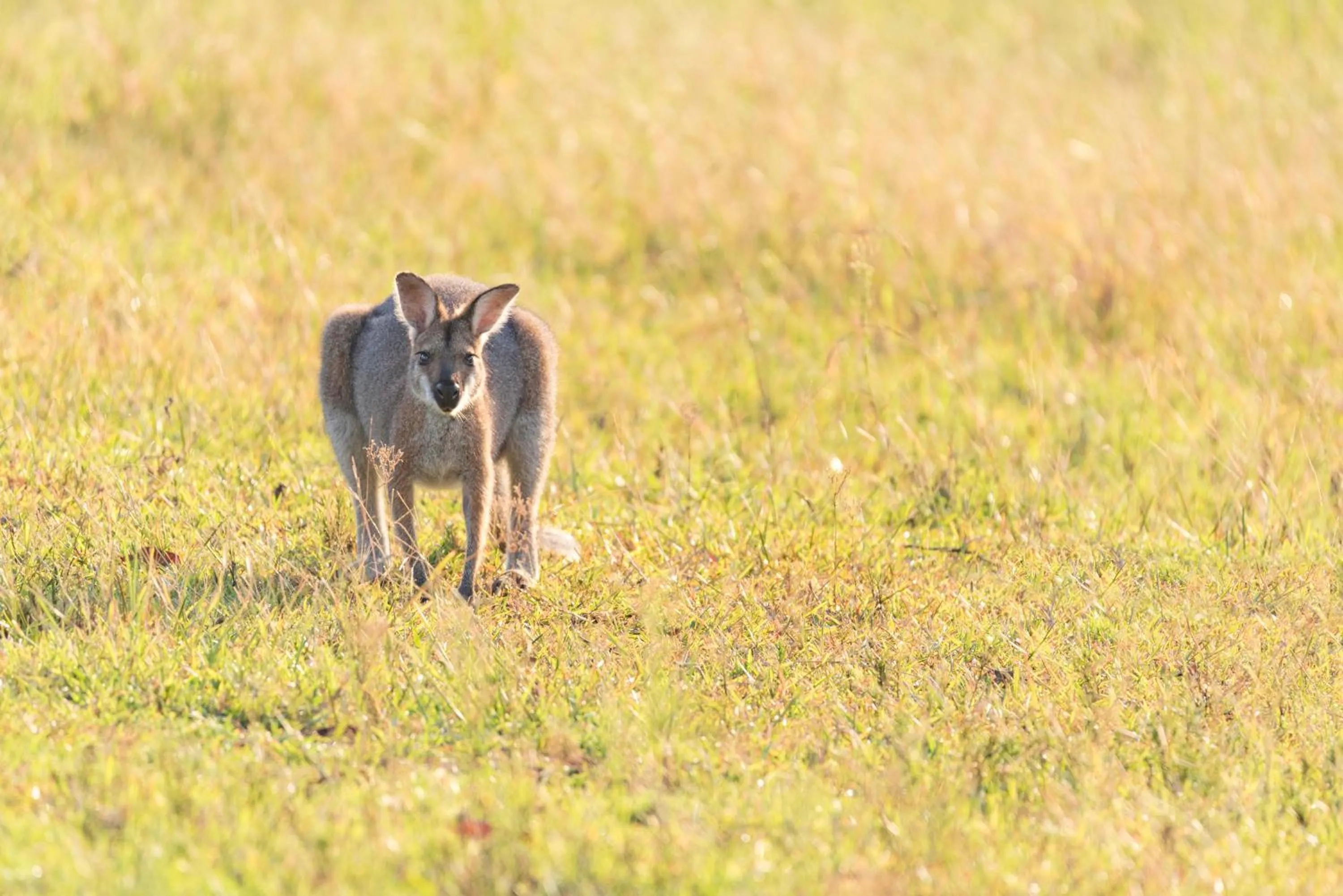 Animals in Clarendon Forest Retreat
