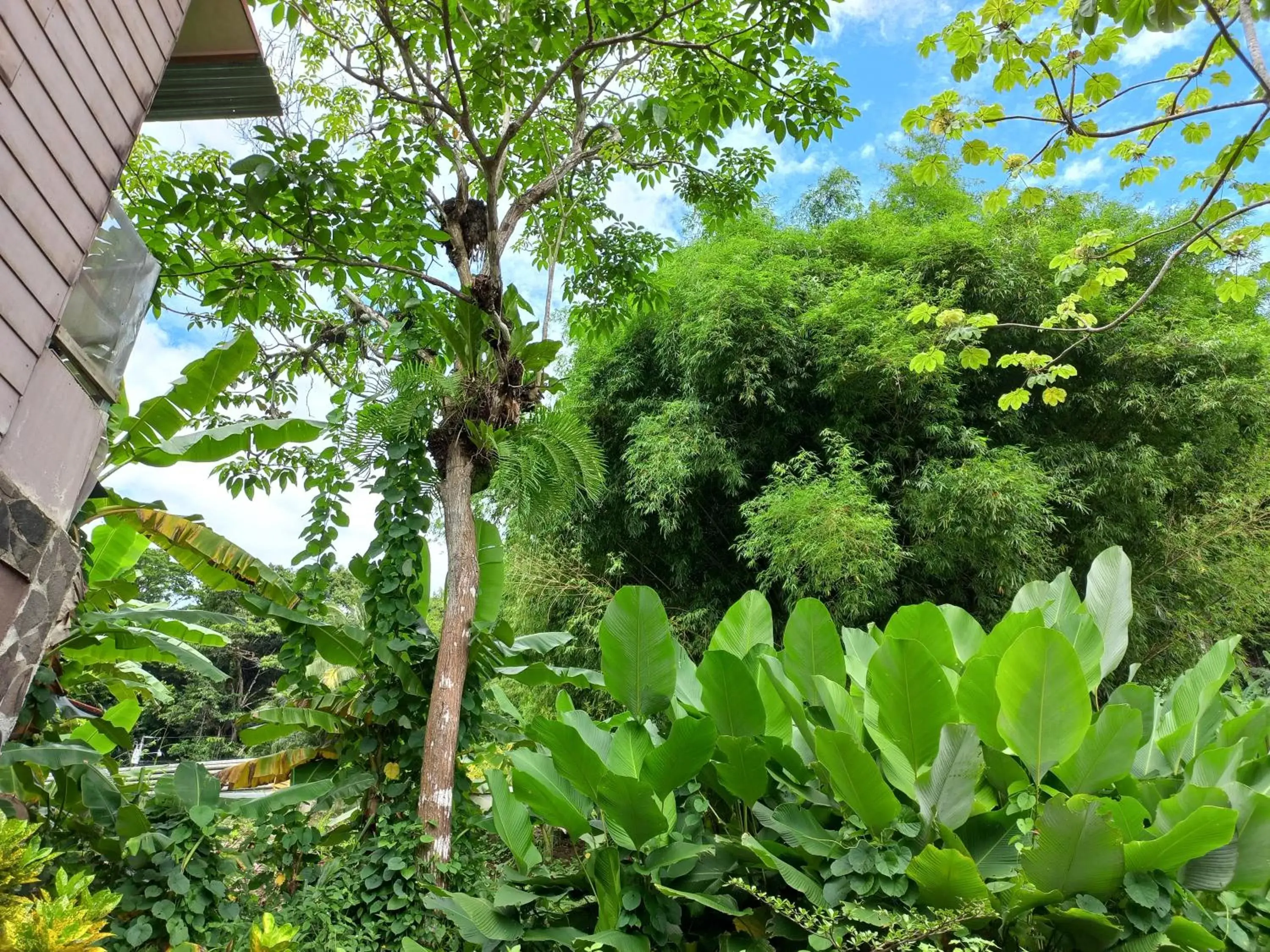 Mountain view, Garden in Sunrise House