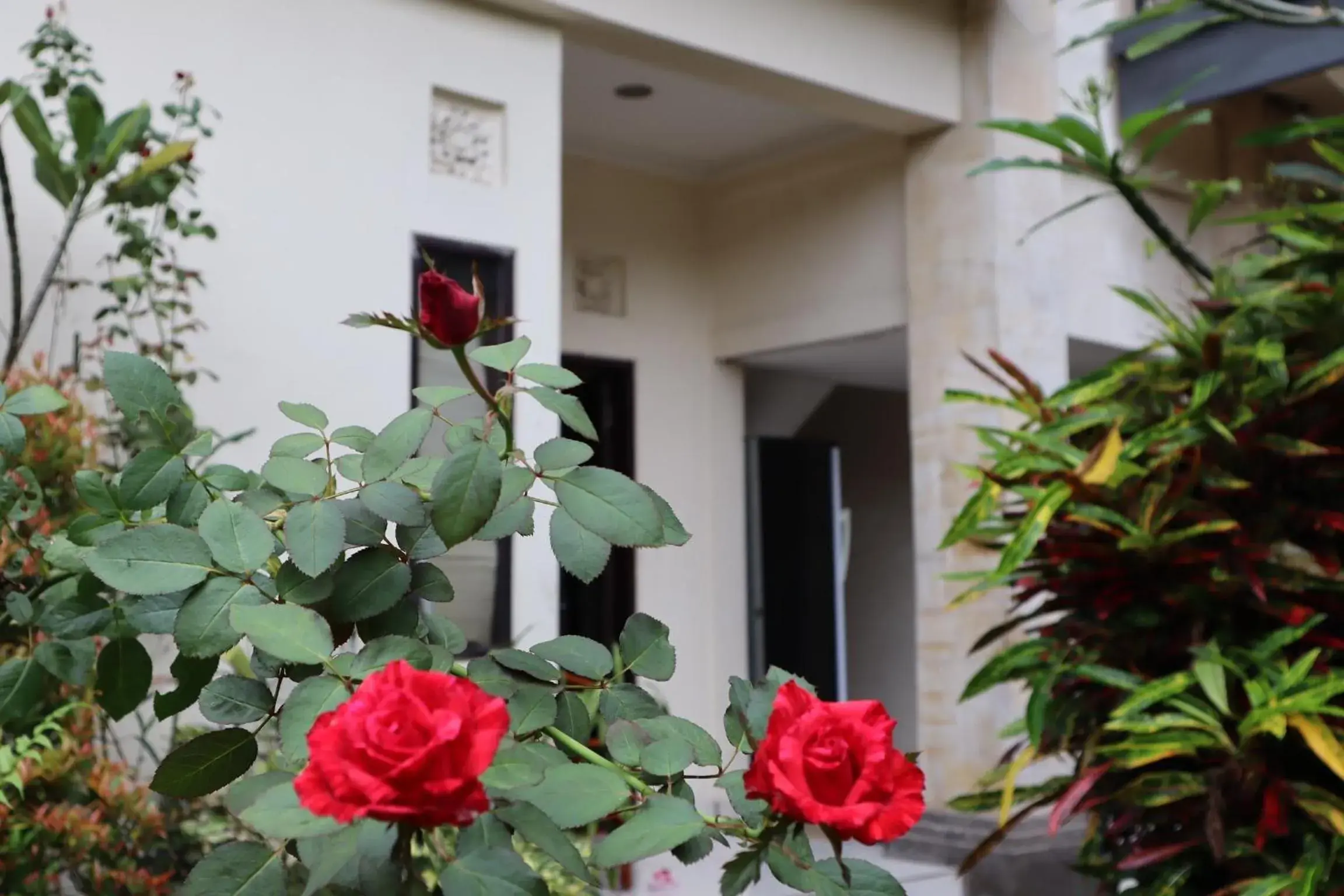 Garden in Wijaya Guest House