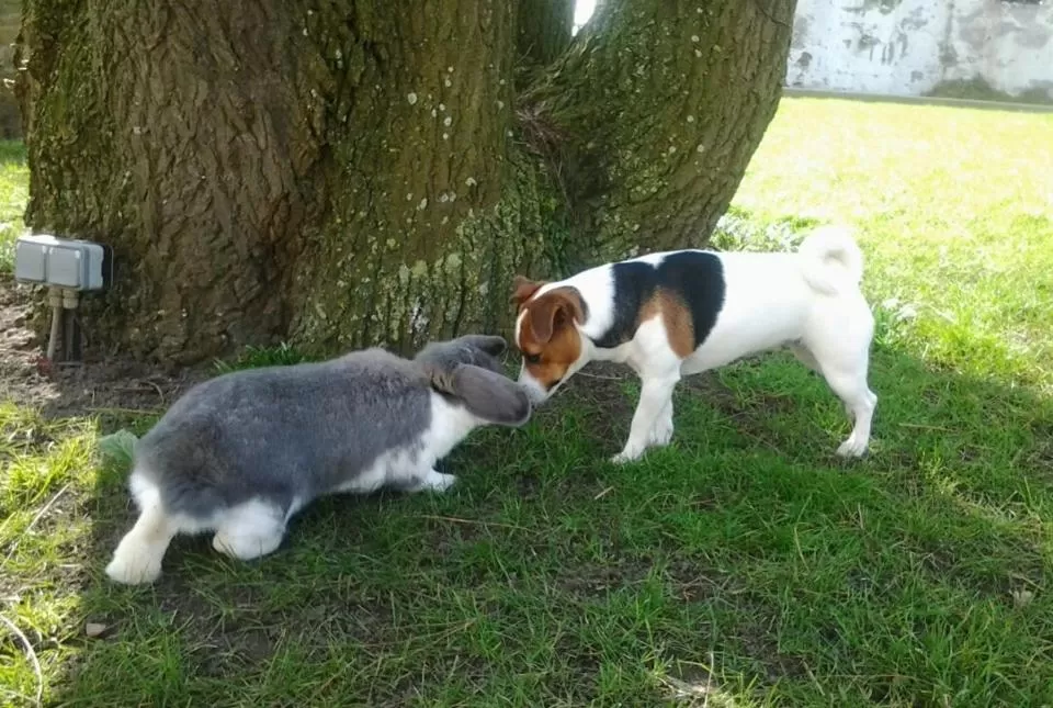 B&B Het Schaliënhof