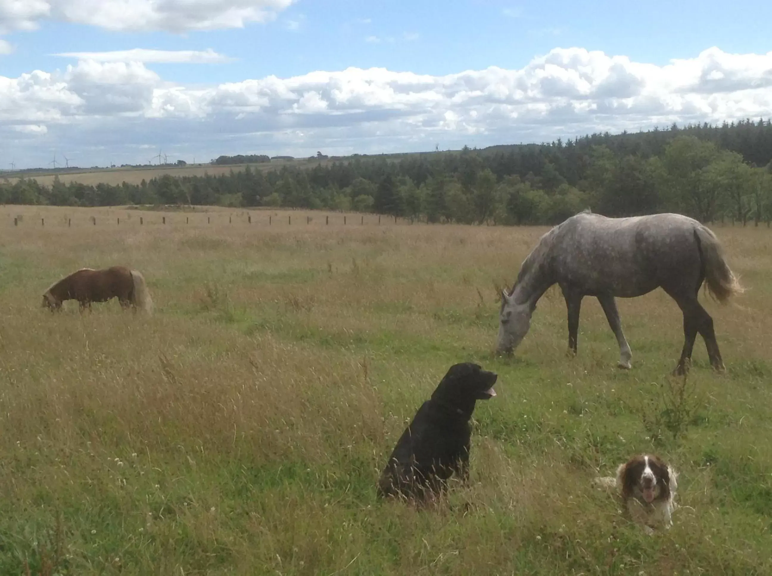 Other Animals in Bonners Lodge