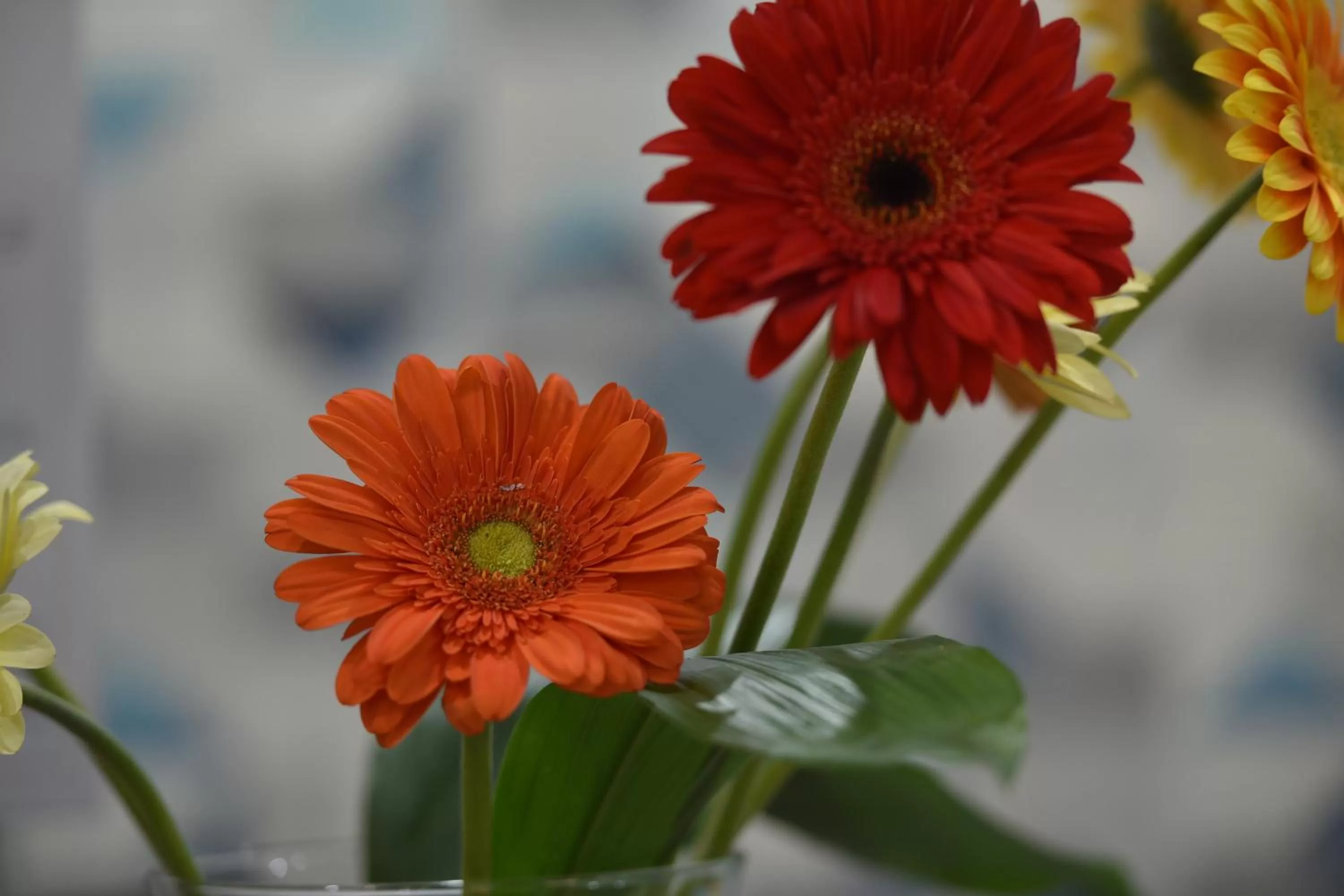 Day in Regina Margherita Suite