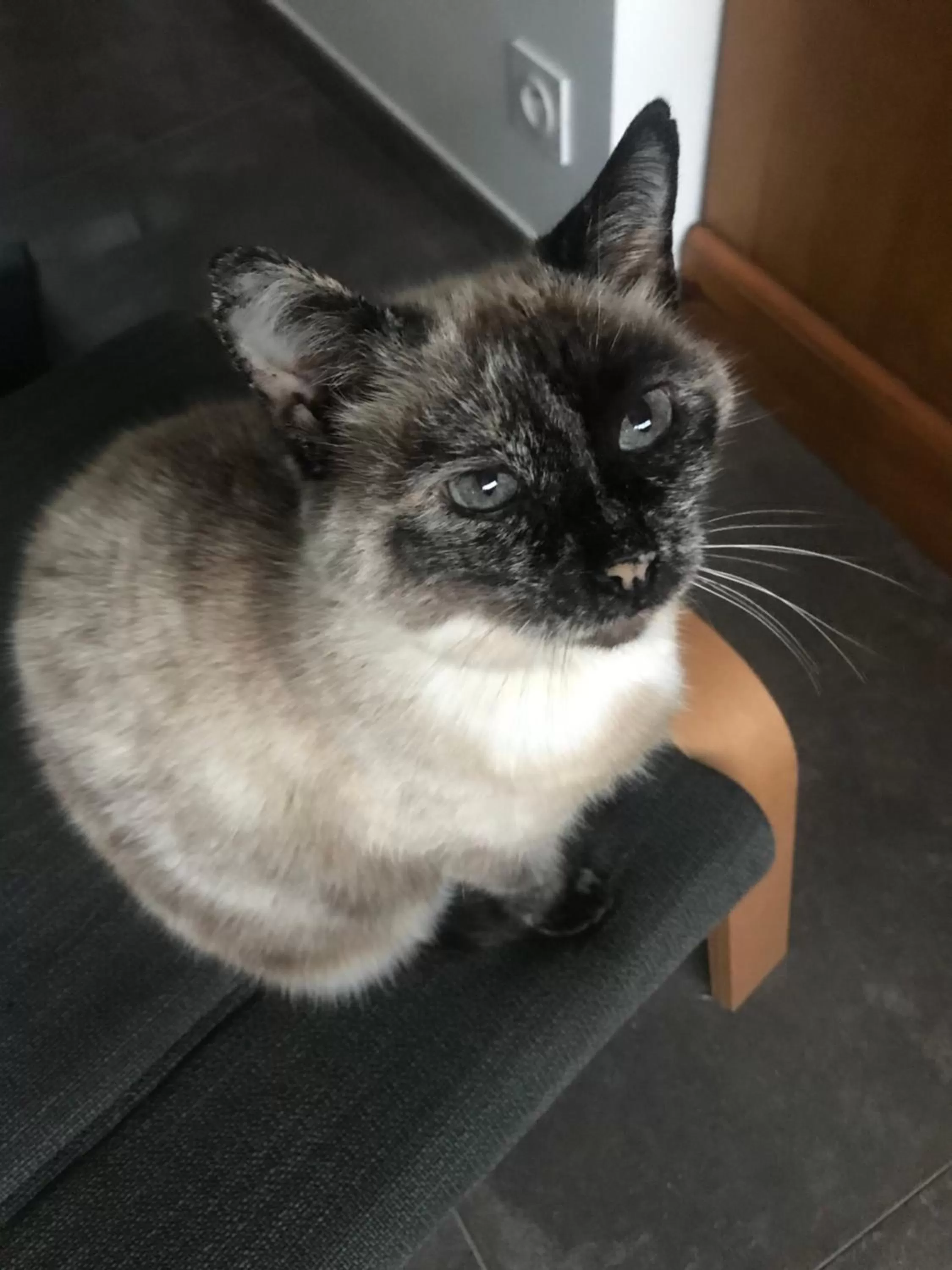 Pets in Cocon de douceur à deux pas de la gare