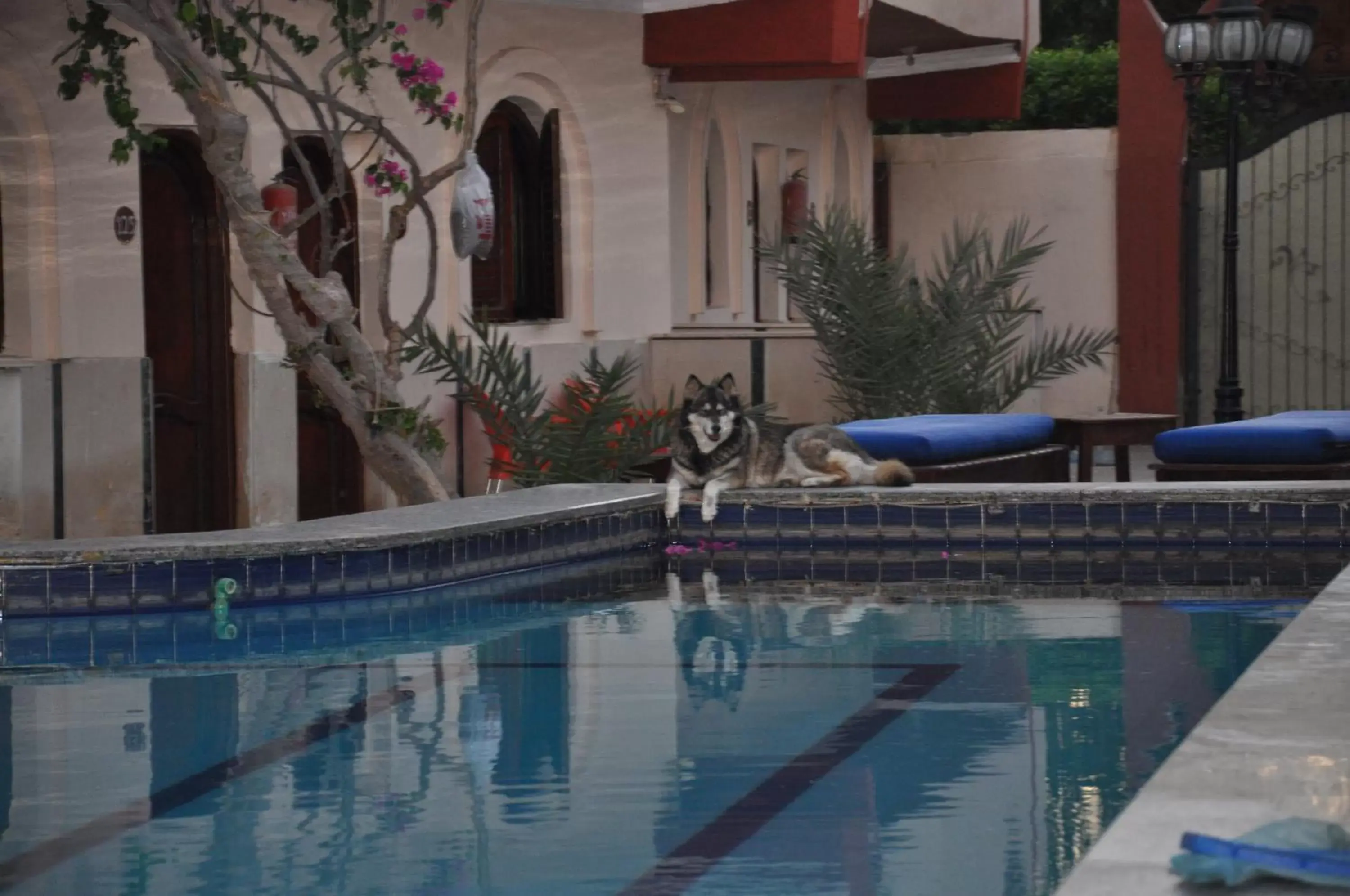 Pool view, Swimming Pool in Dahab Plaza Hotel