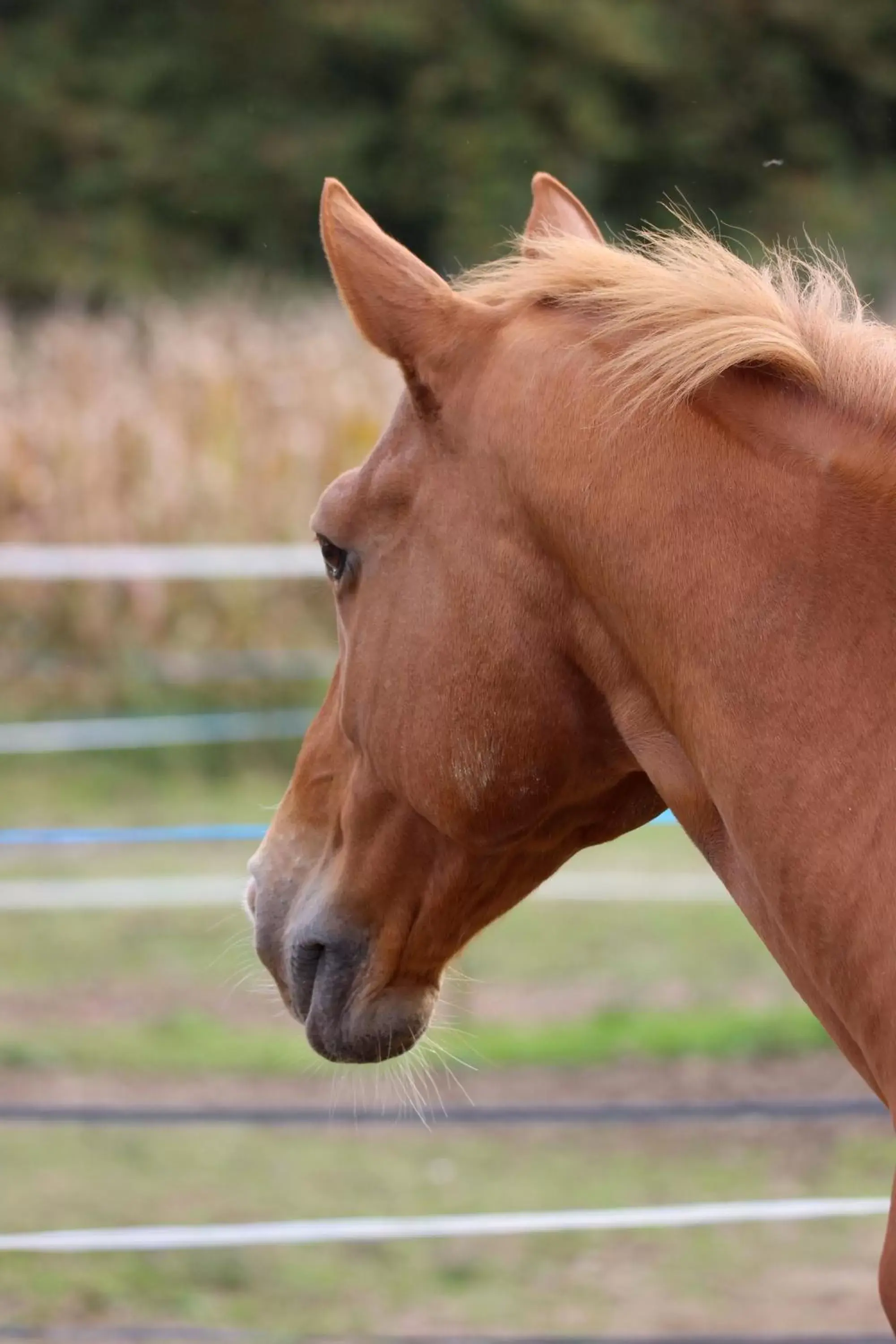 Pets in Les Ecuries du SEQUE