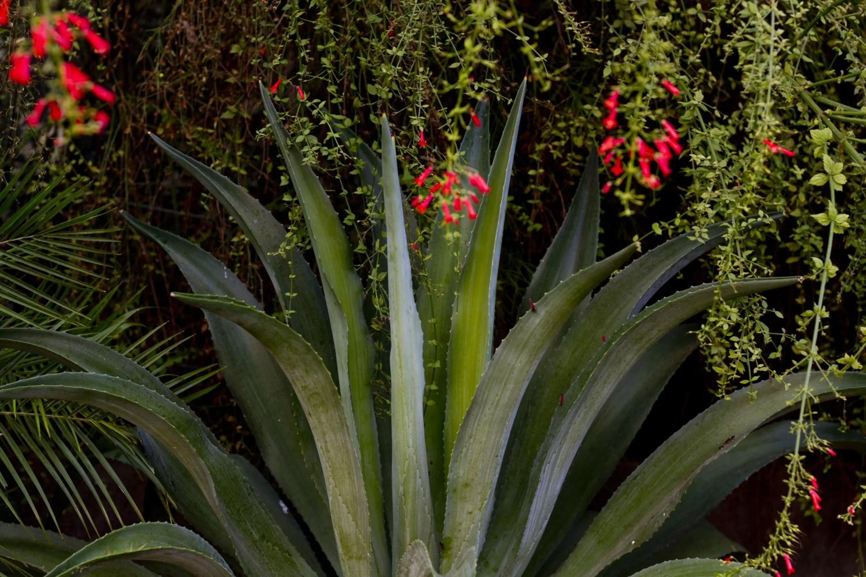 Garden in Hotel Colibri
