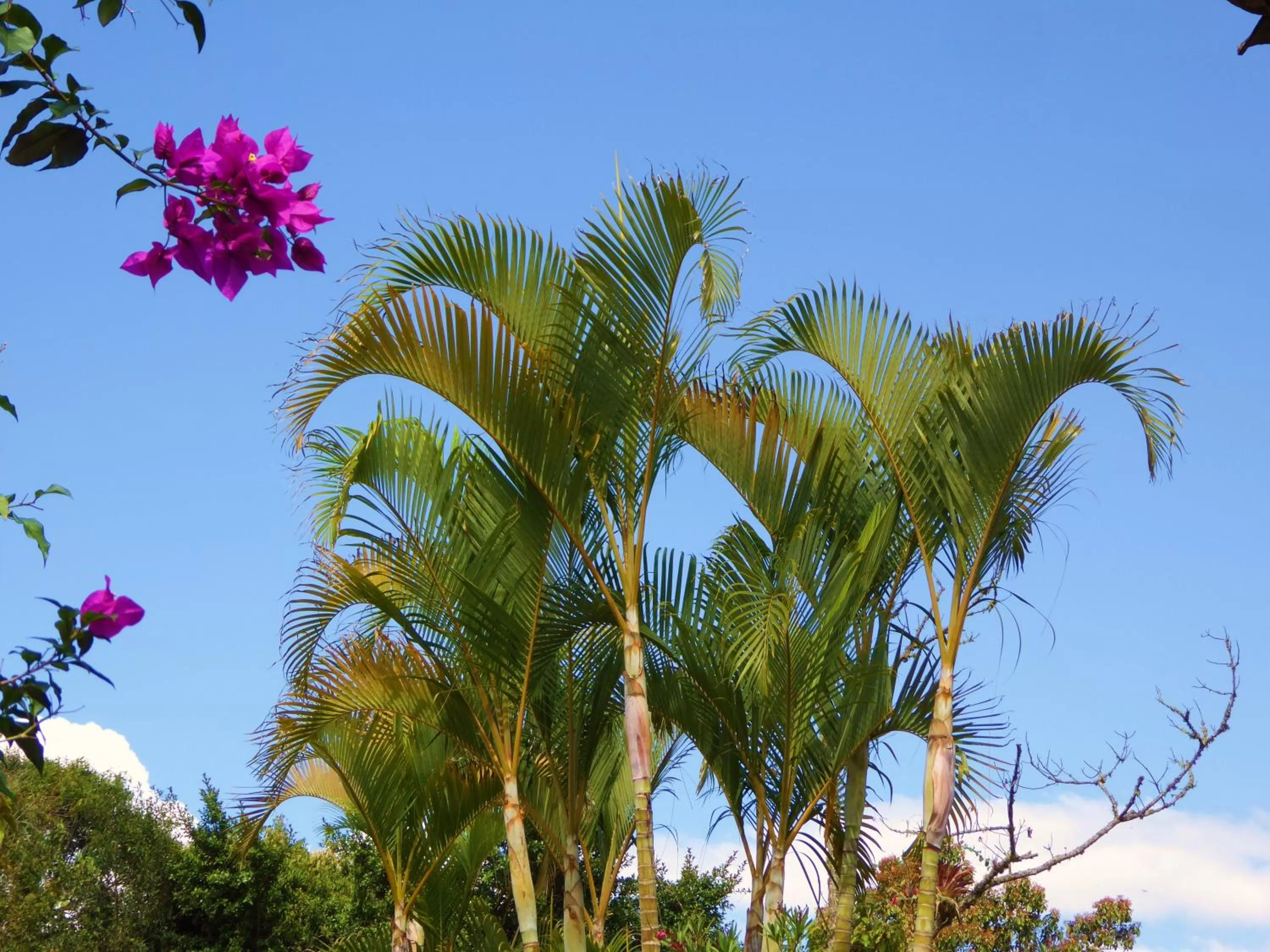 Garden in Finca El Cielo