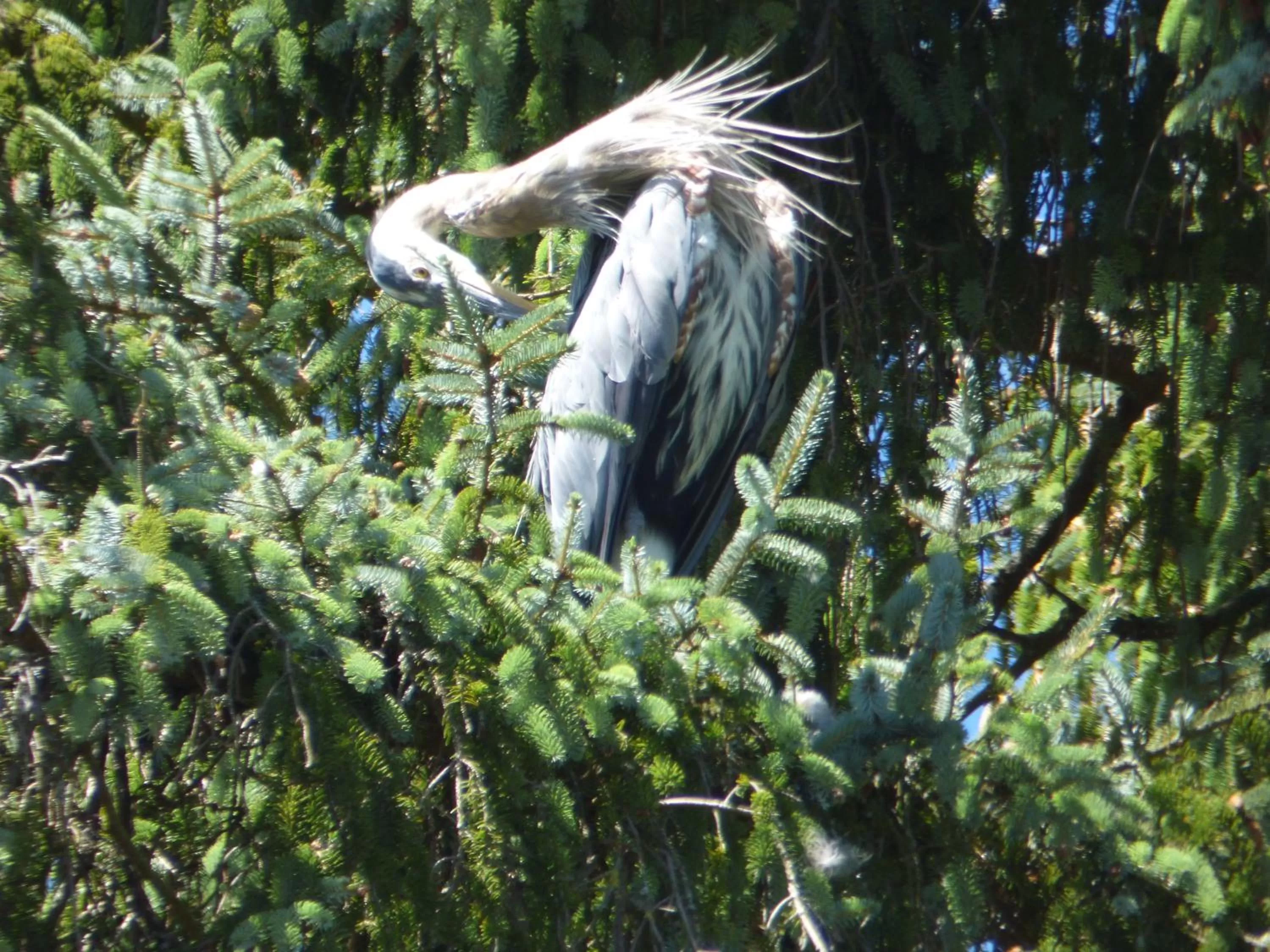 Animals, Other Animals in Sheltered Nook On Tillamook Bay