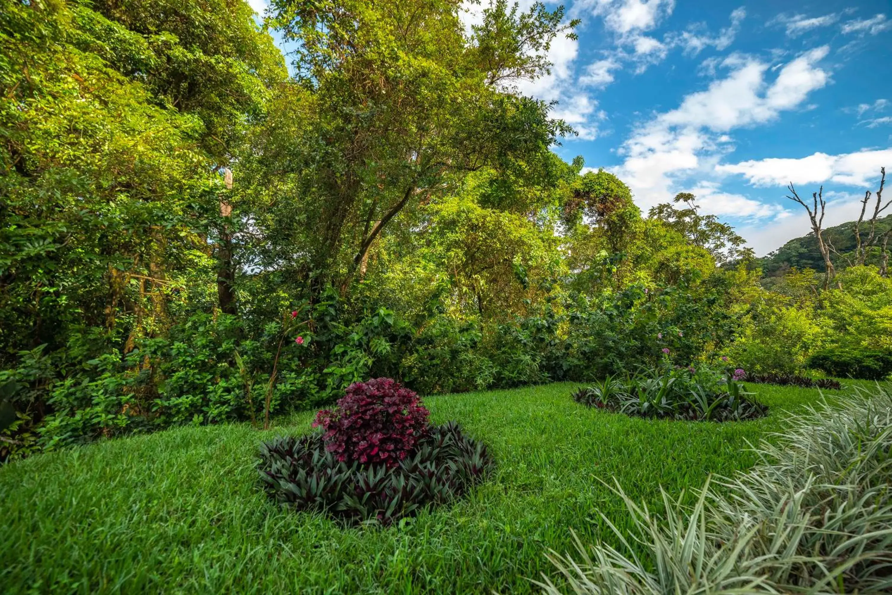 Off site, Garden in Hotel Ficus - Monteverde