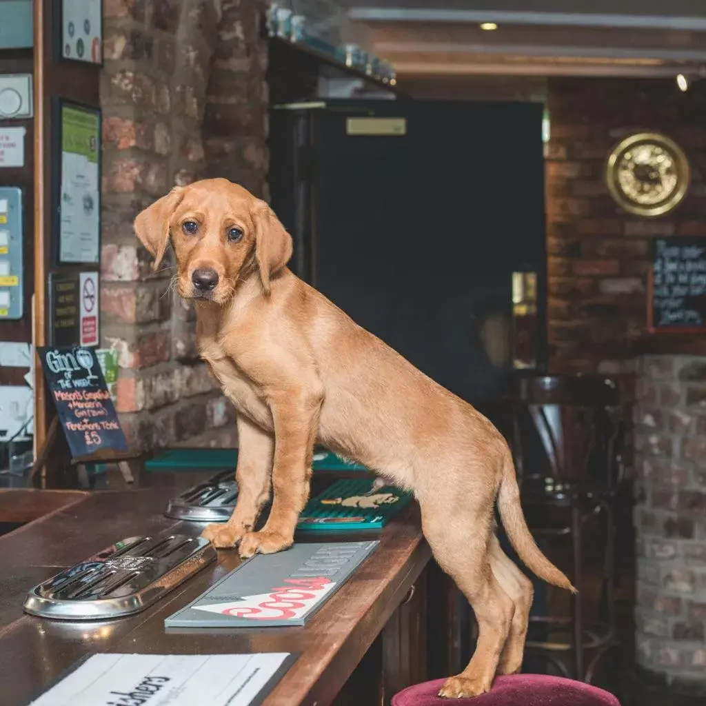 Pets in The Oakwheel