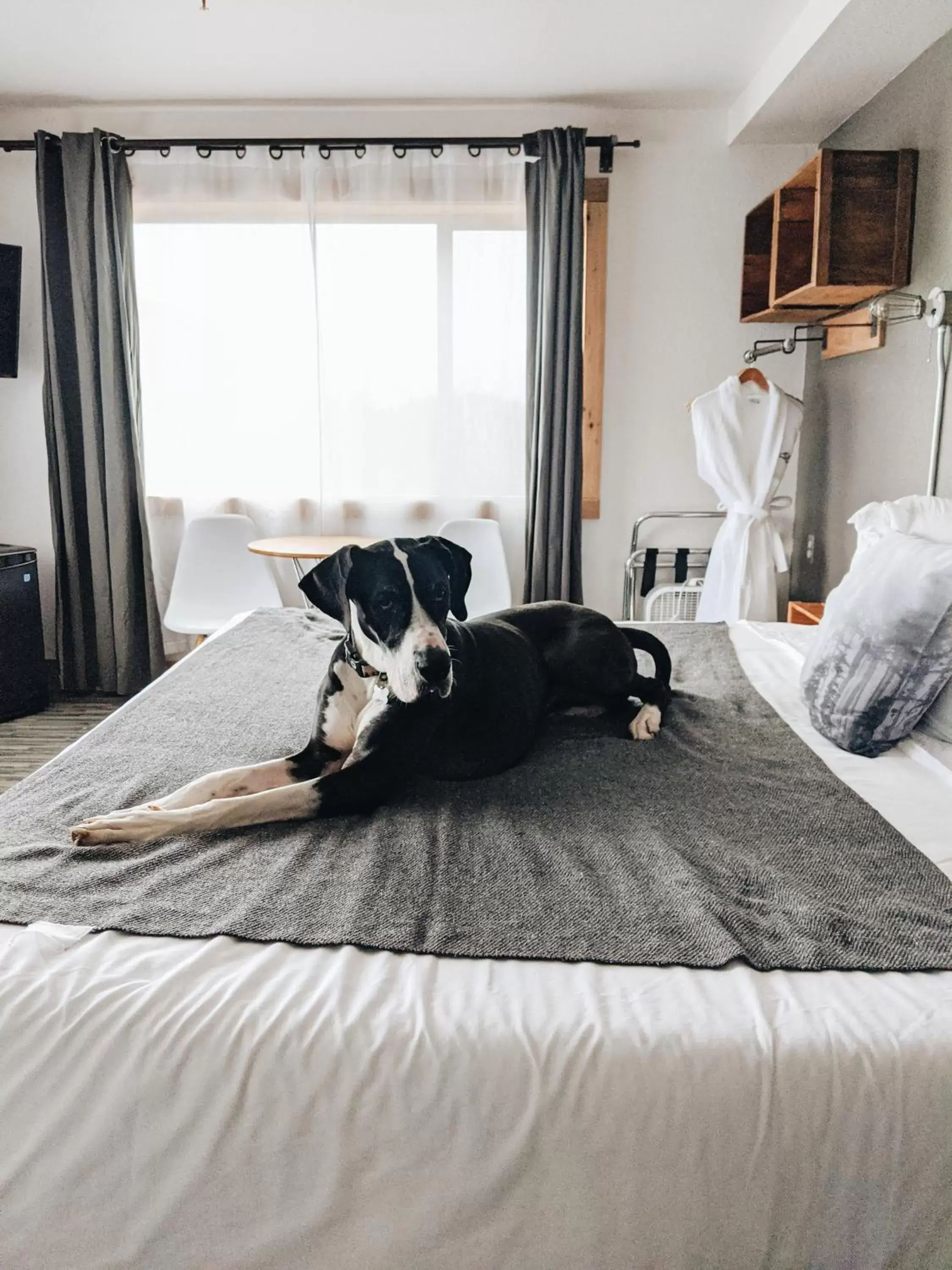 Bedroom, Pets in Adrift Hotel