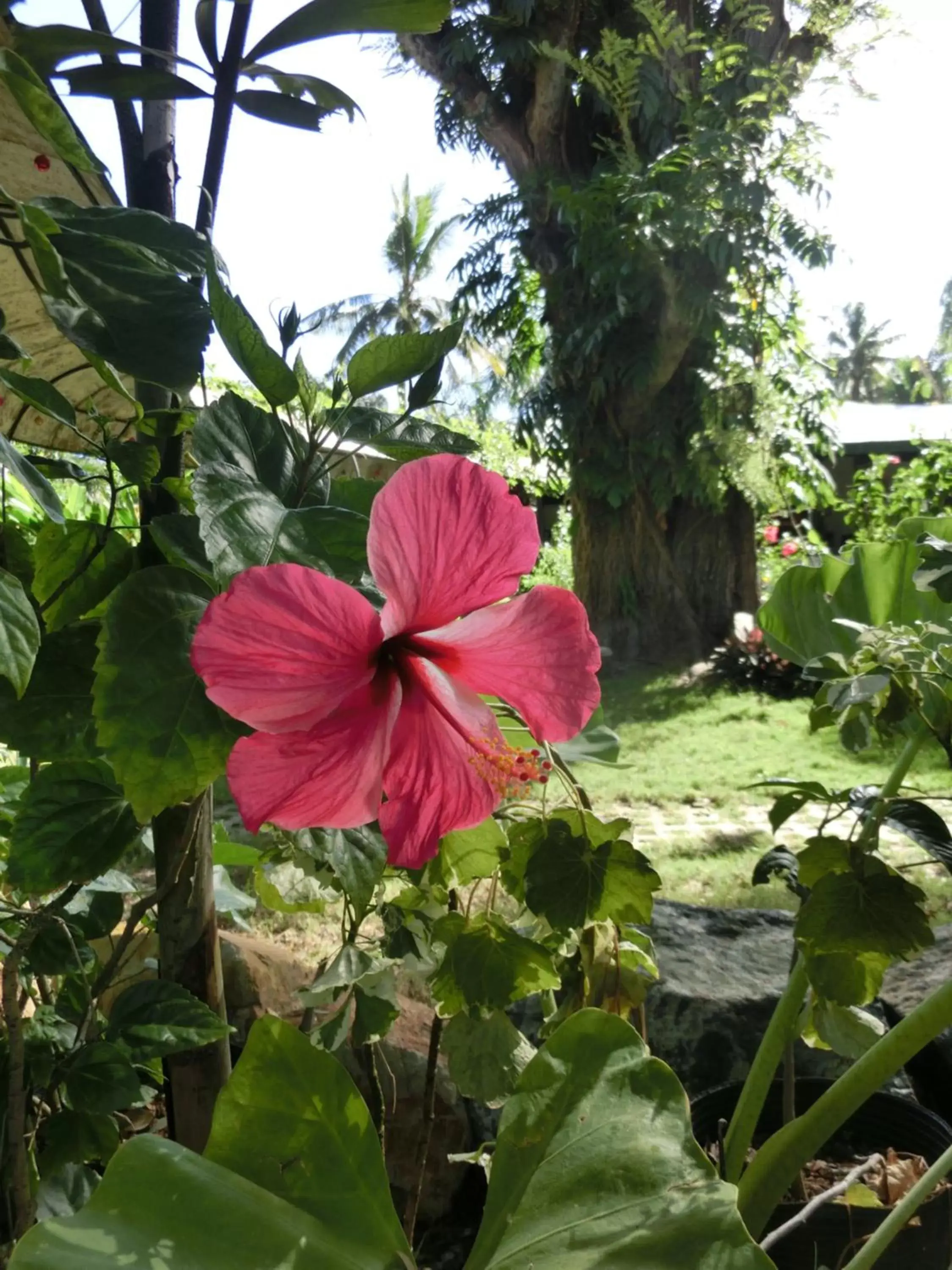 Garden in Balay Tuko Garden Inn