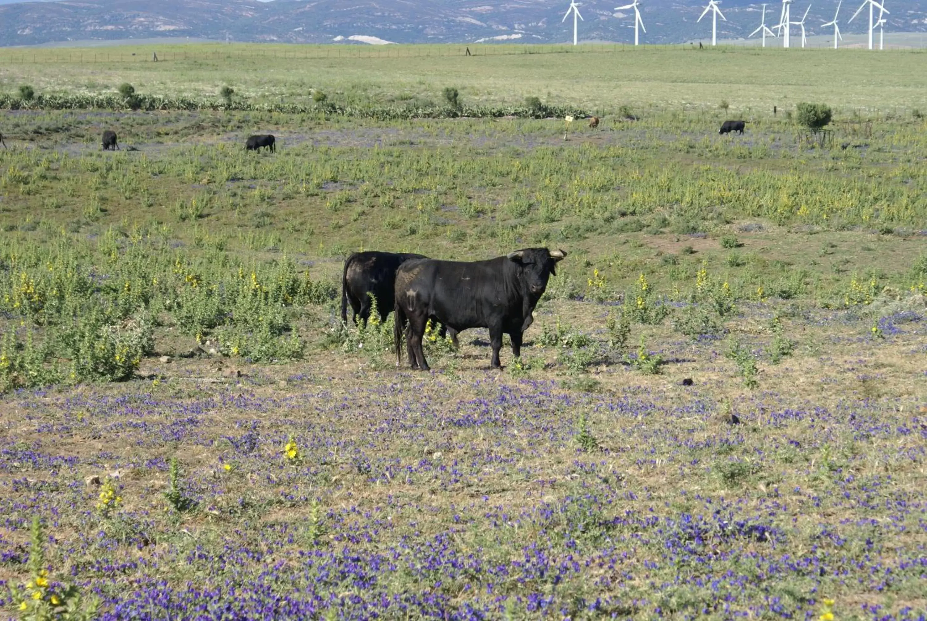 Natural landscape, Other Animals in Casa Tranquila