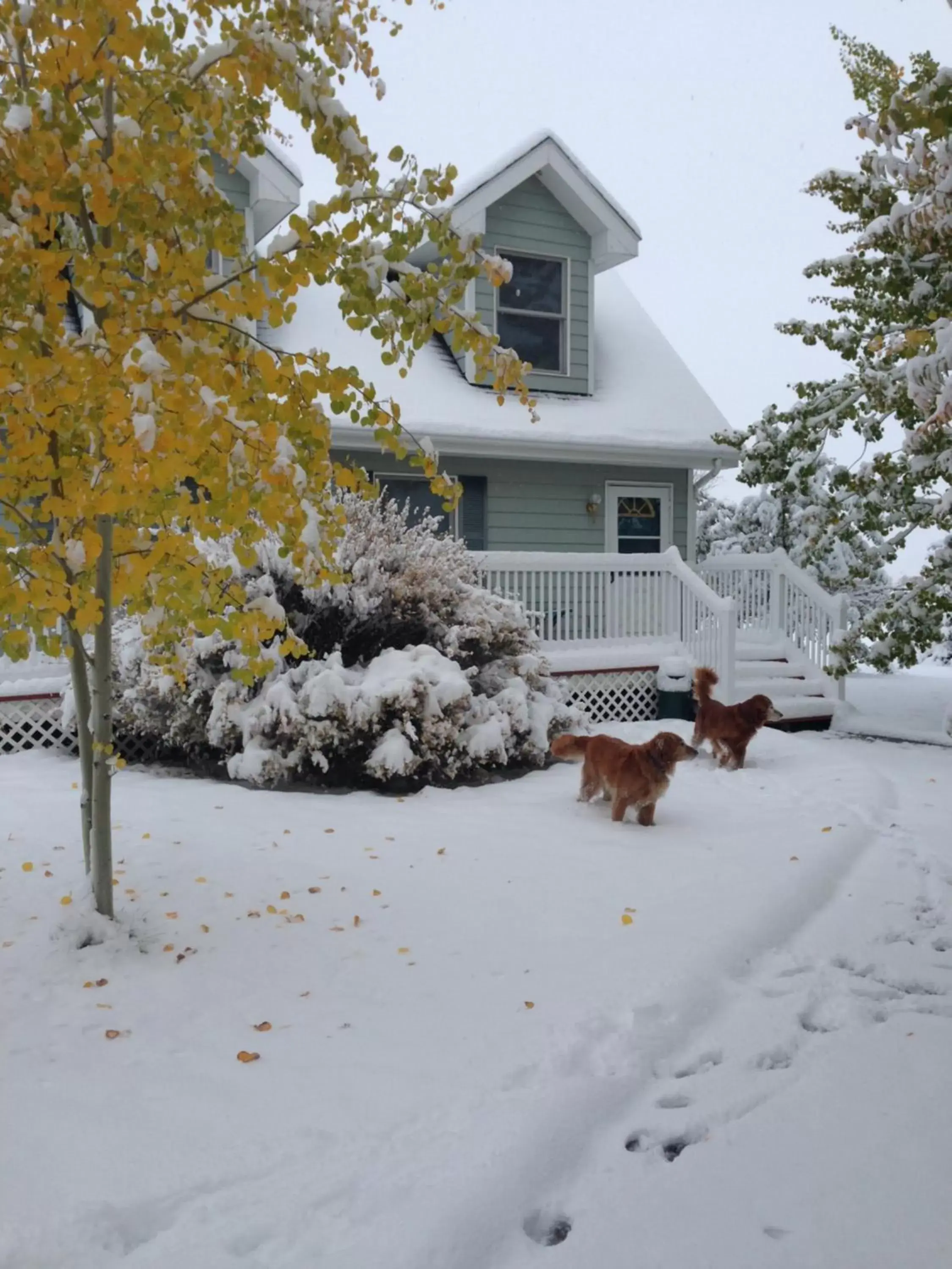 Pets, Winter in Fox Hollow Inn