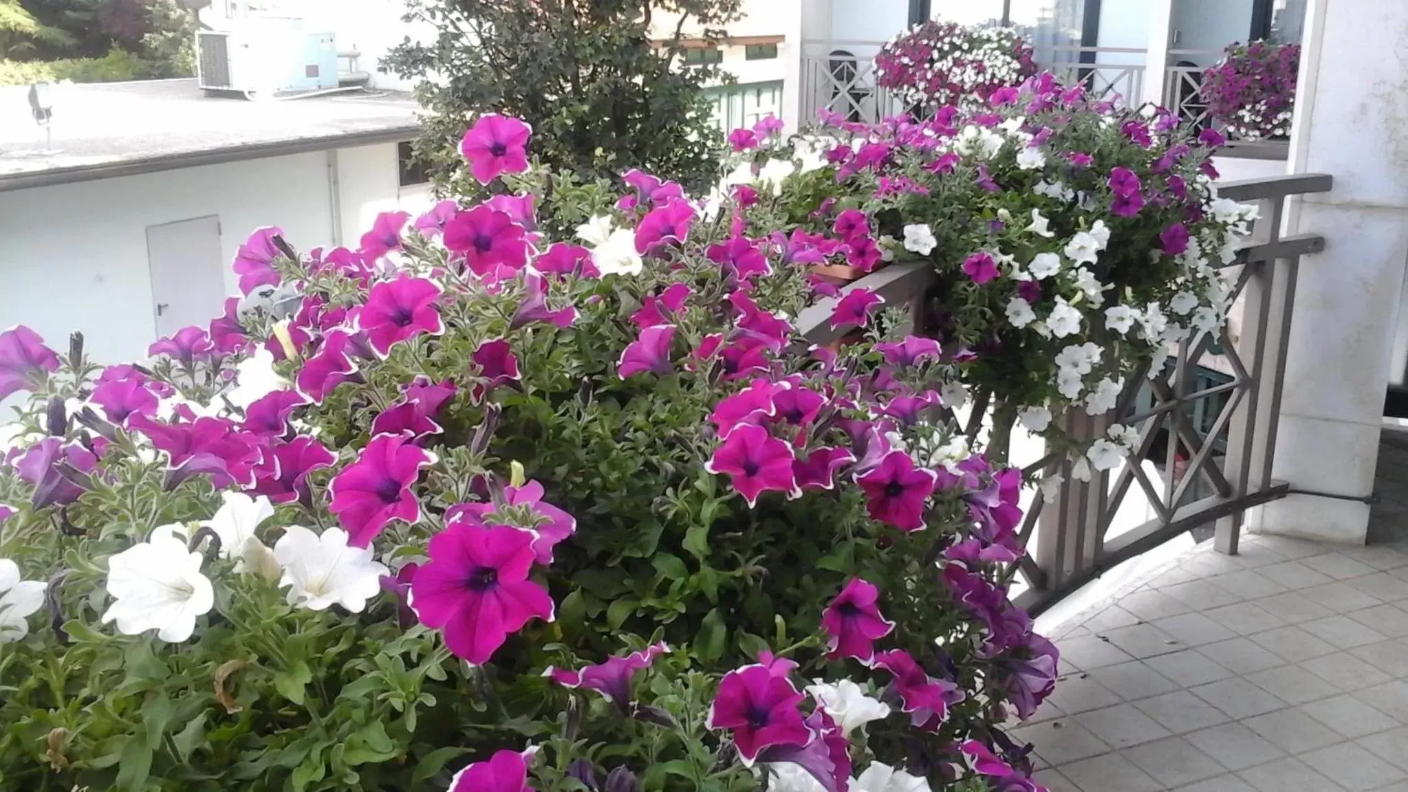 Balcony/Terrace in Hotel Eden