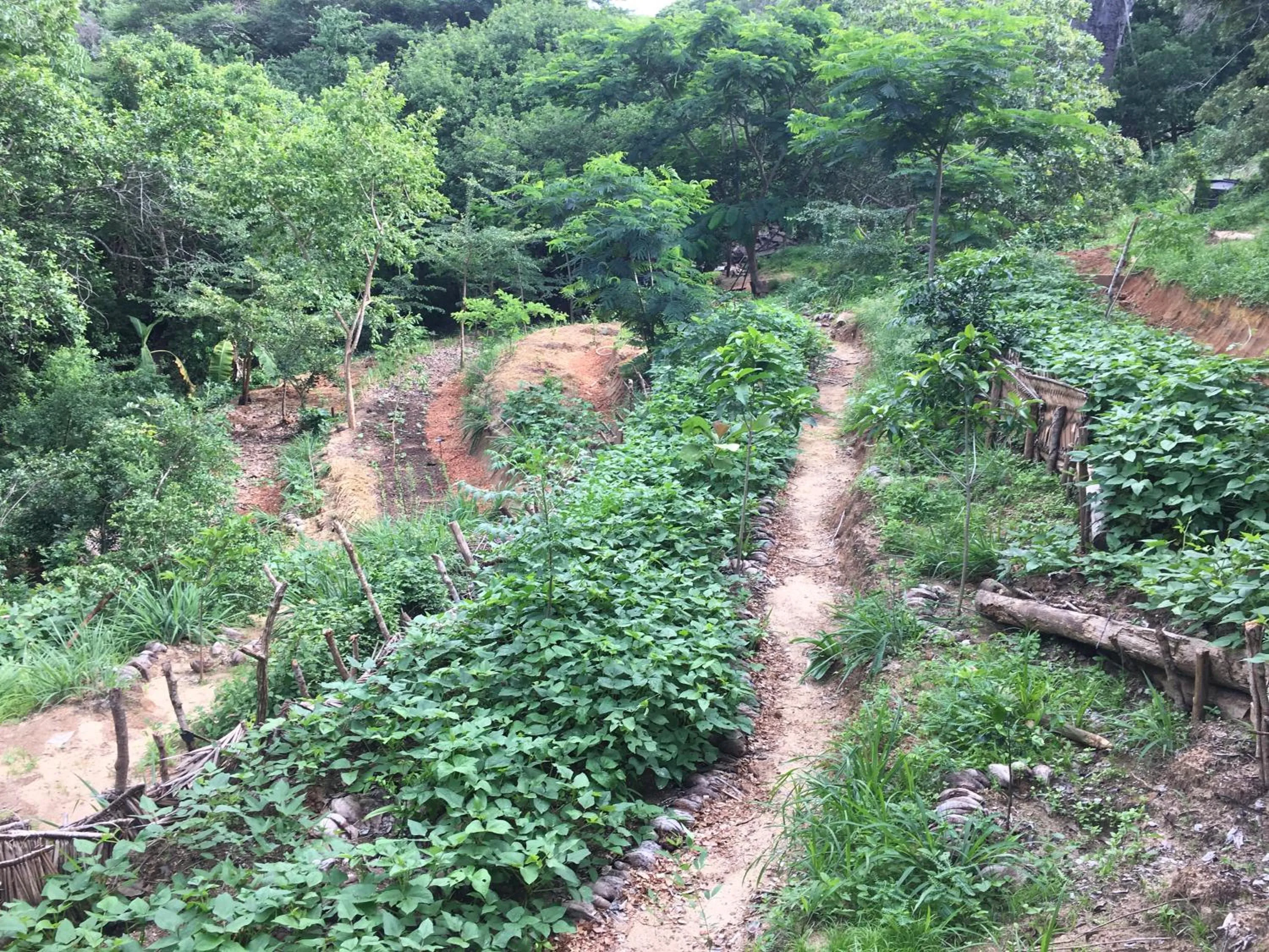 Garden in Distant Relatives Ecolodge & Backpackers