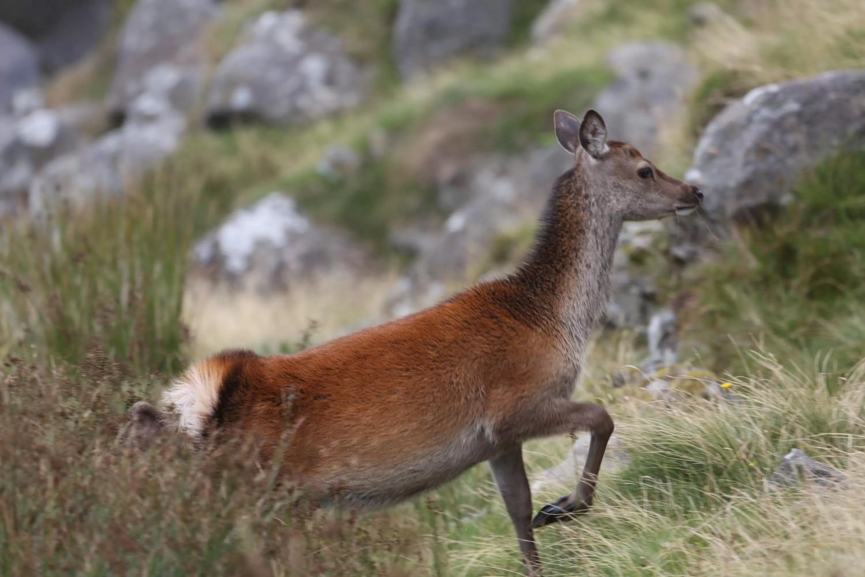 Animals in Jacob's Well Hotel