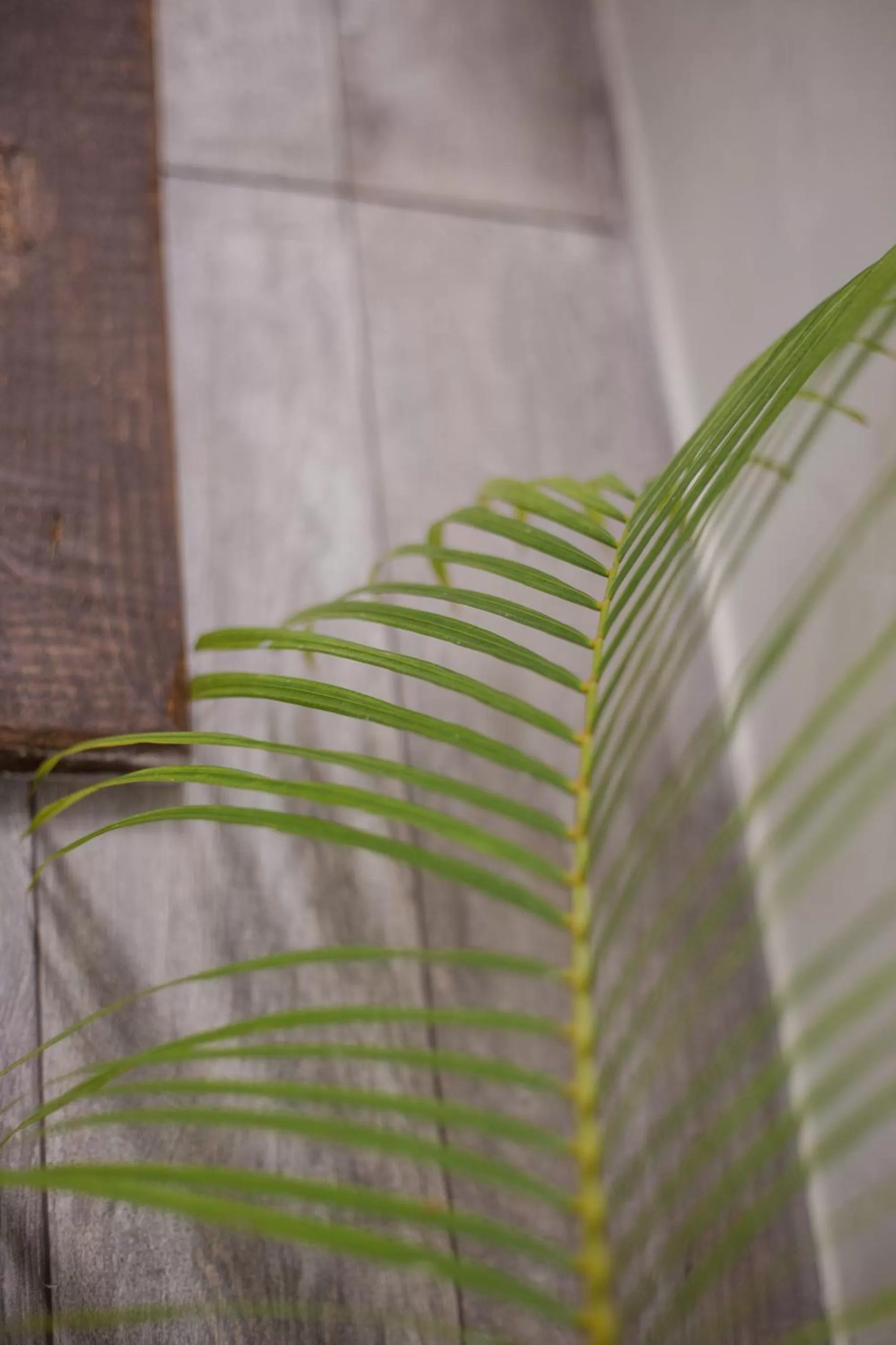 Garden in Villas H2O