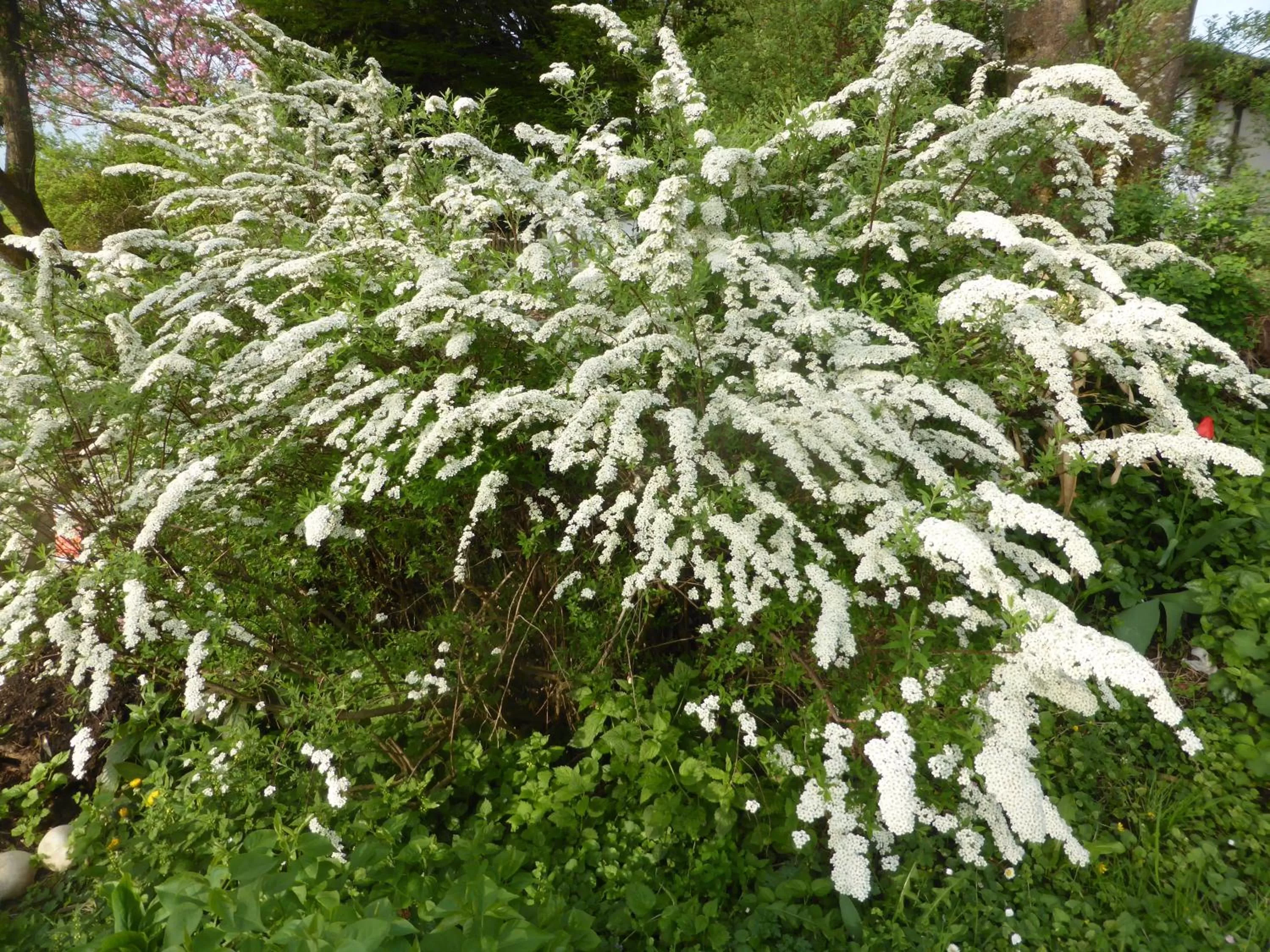 Garden in Bed and Breakfast Bavaria München