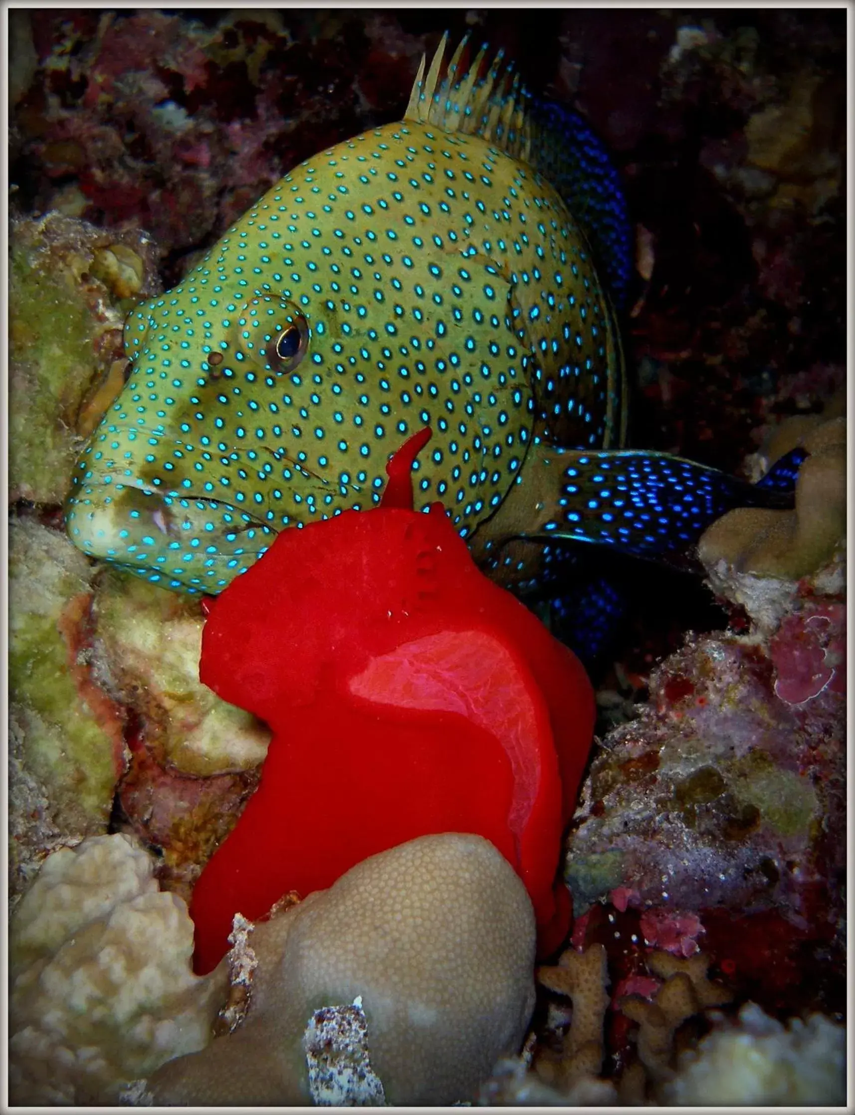 Snorkeling, Other Animals in Coral Sun Beach