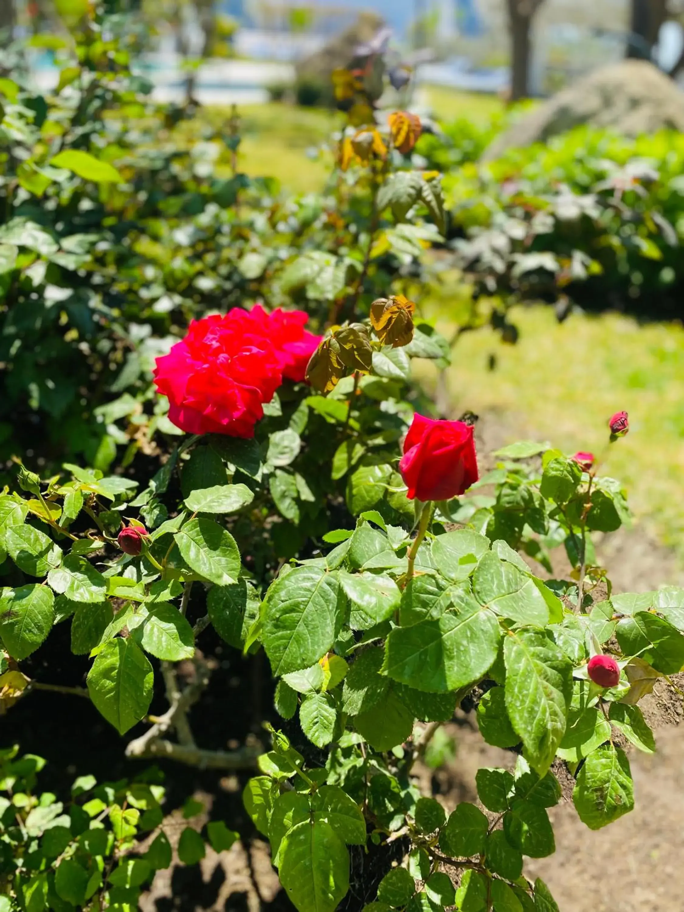 Garden in Hotel Ideal