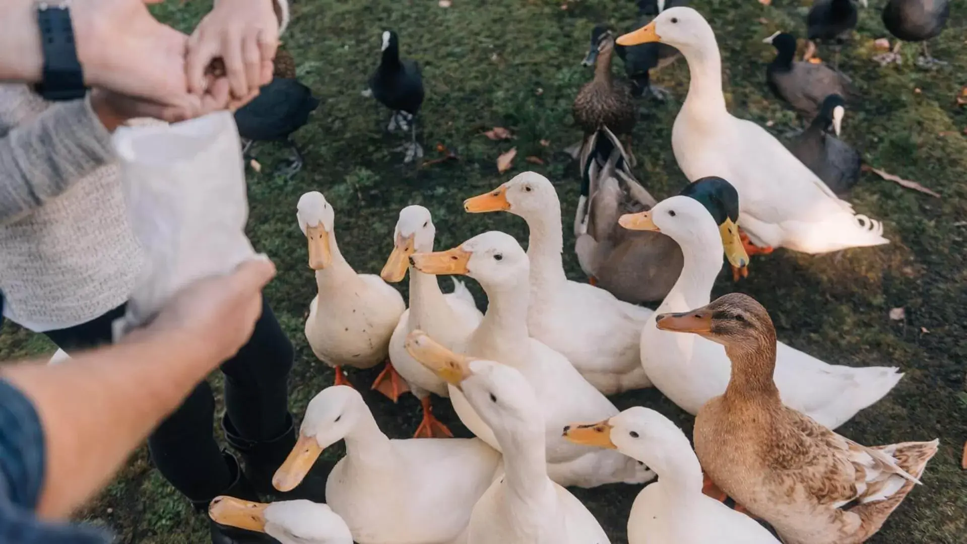 Activities, Other Animals in Country Club Tasmania