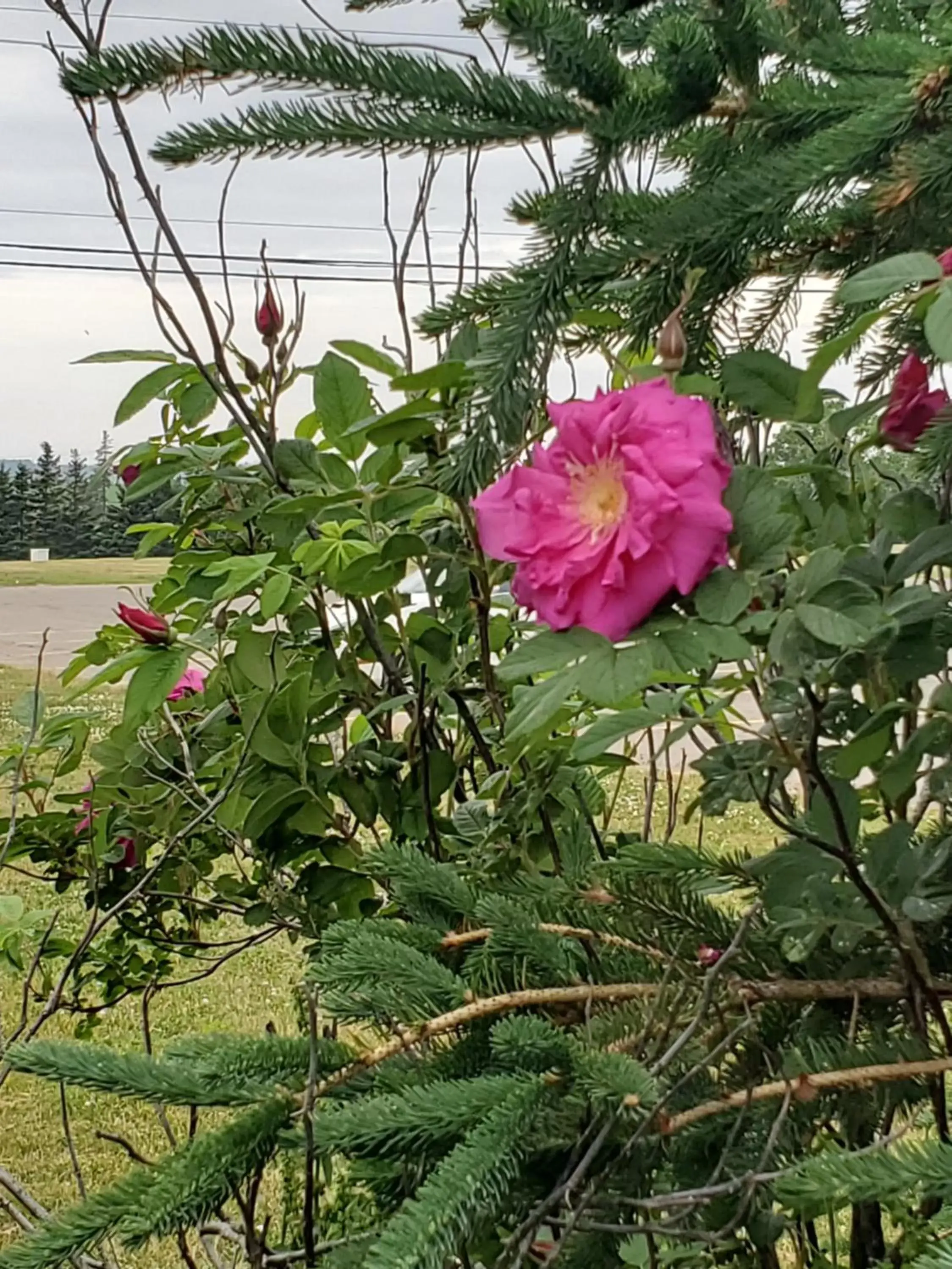 Garden in The Home Place Inn