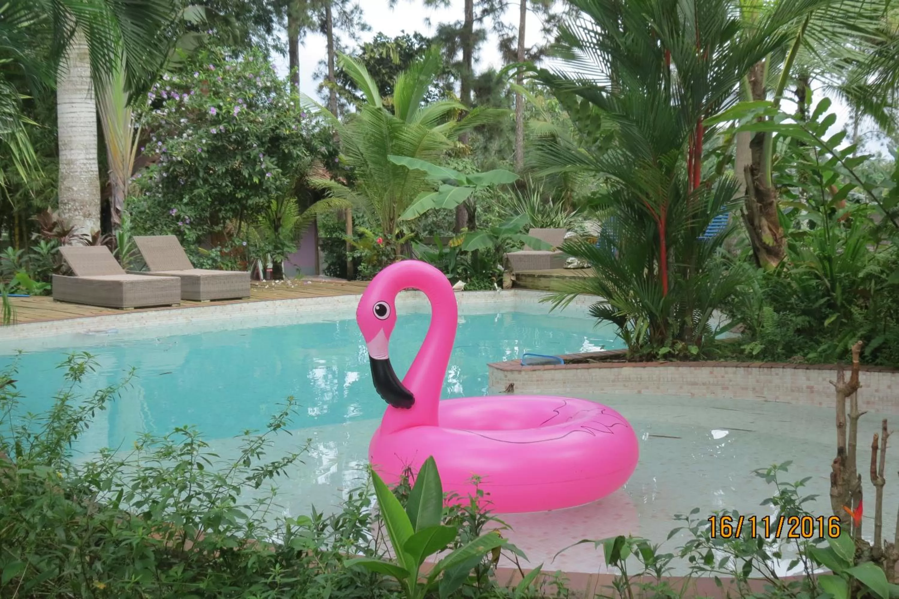 Swimming pool in Monkey Lodge Panama