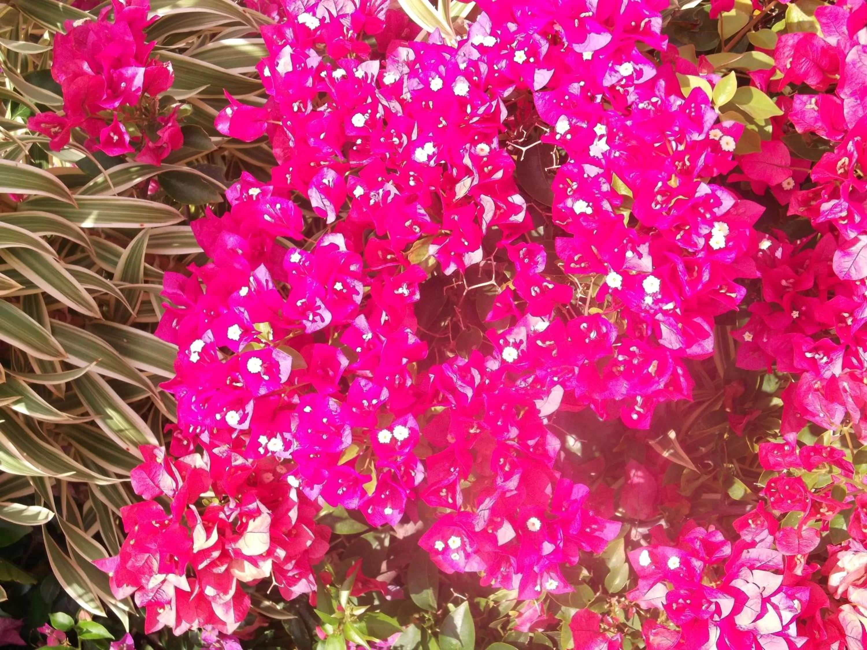Garden in BemTeVi Em Búzios